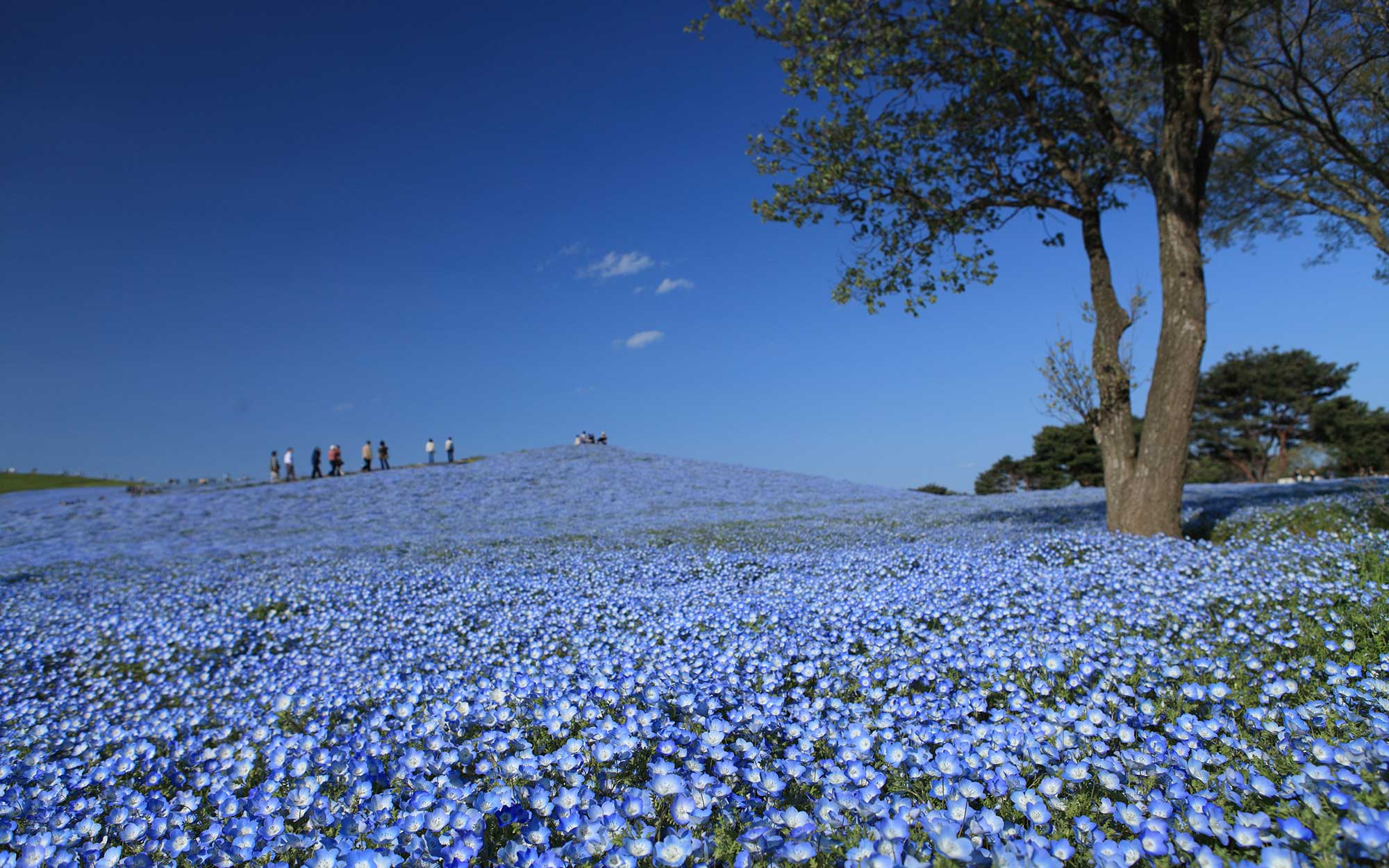 Over 4 Million Blue Flowers Bloomed at a Japanese Park | Travel + ...