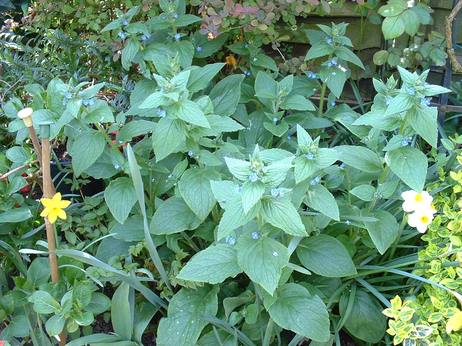 identification - Can anyone assist in identifying this large leaved ...