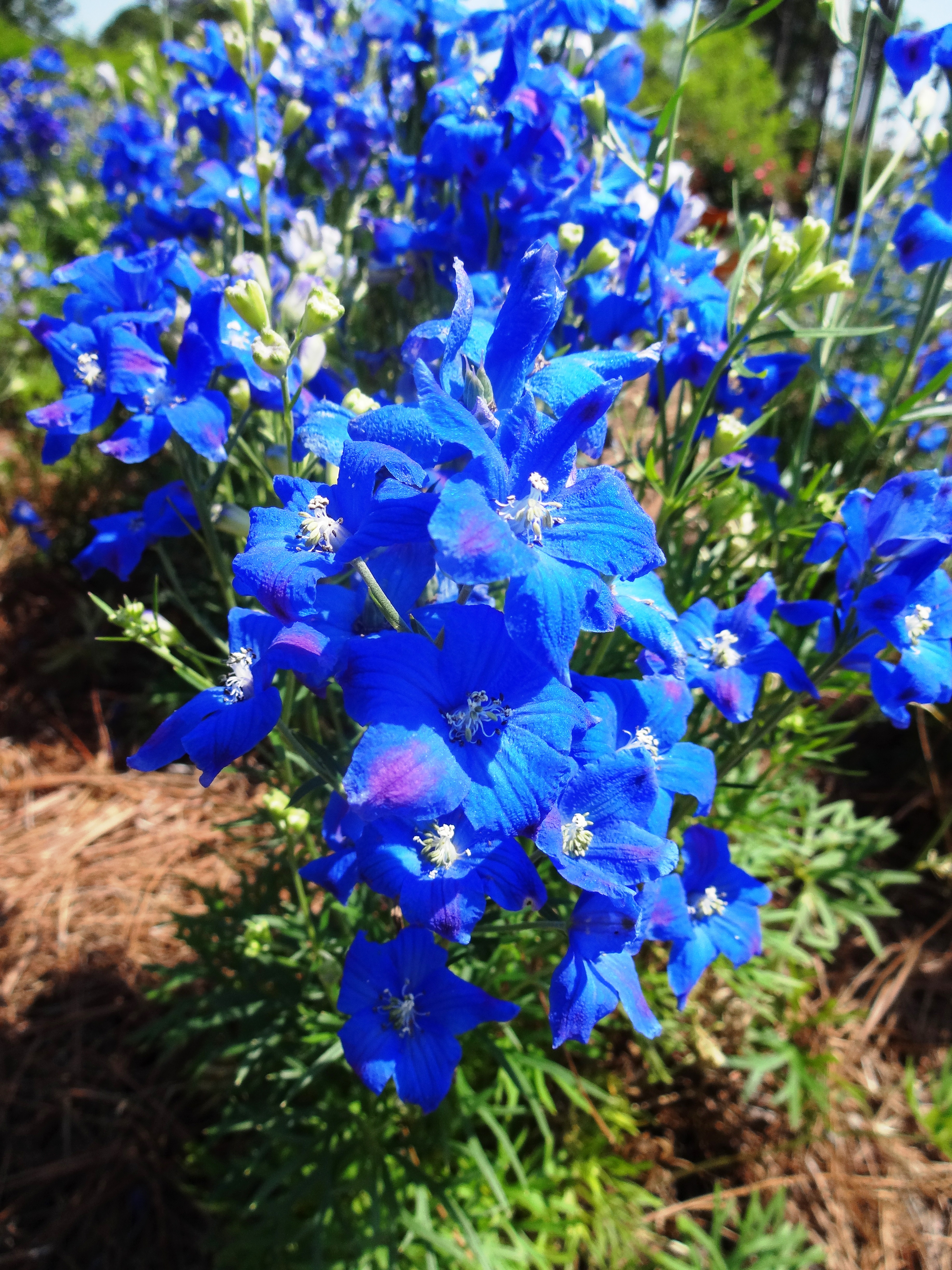 Try this truly blue flower in your landscape - LSU AgCenter