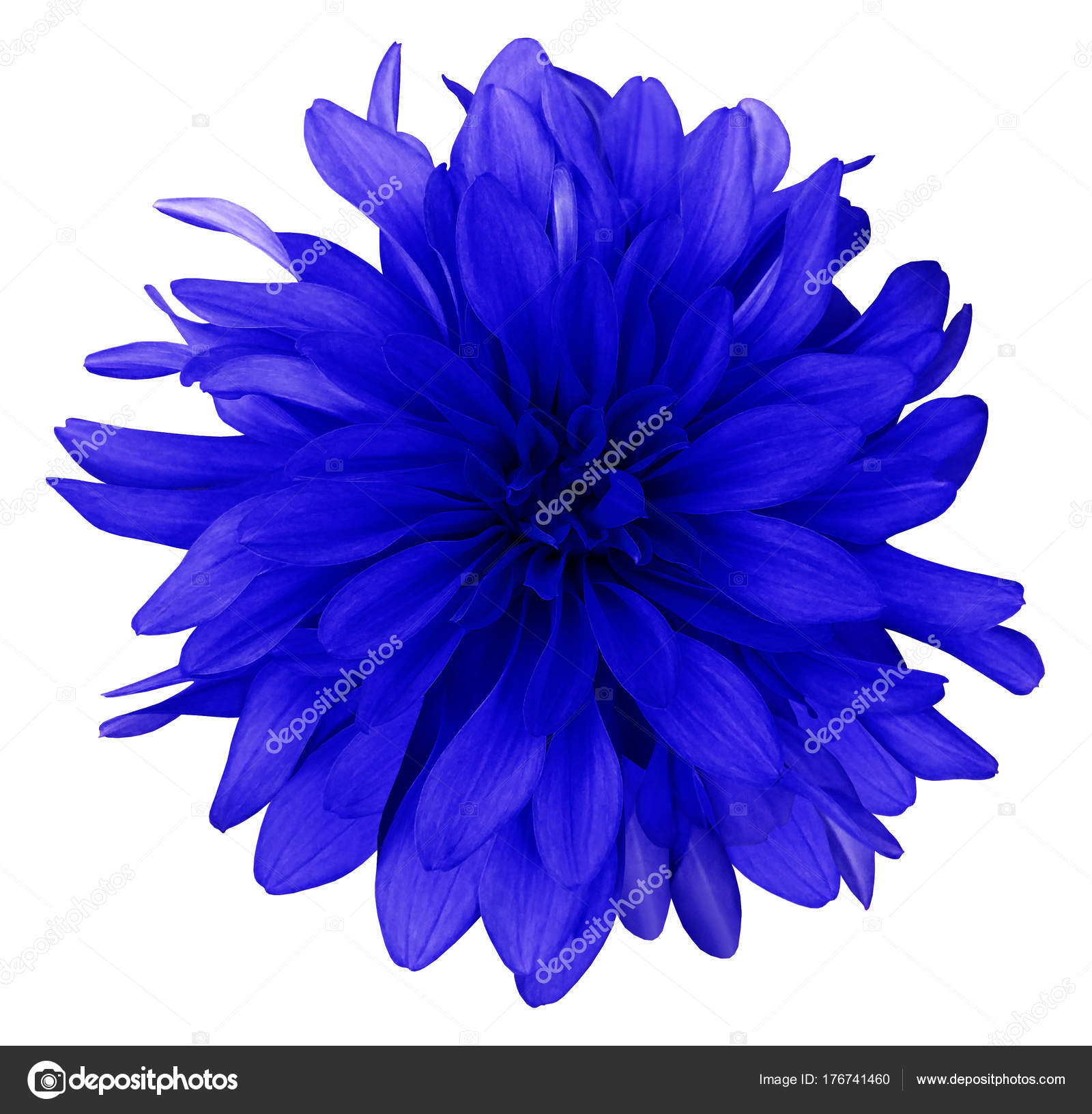 White Background With Blue Flowers - Round Designs
