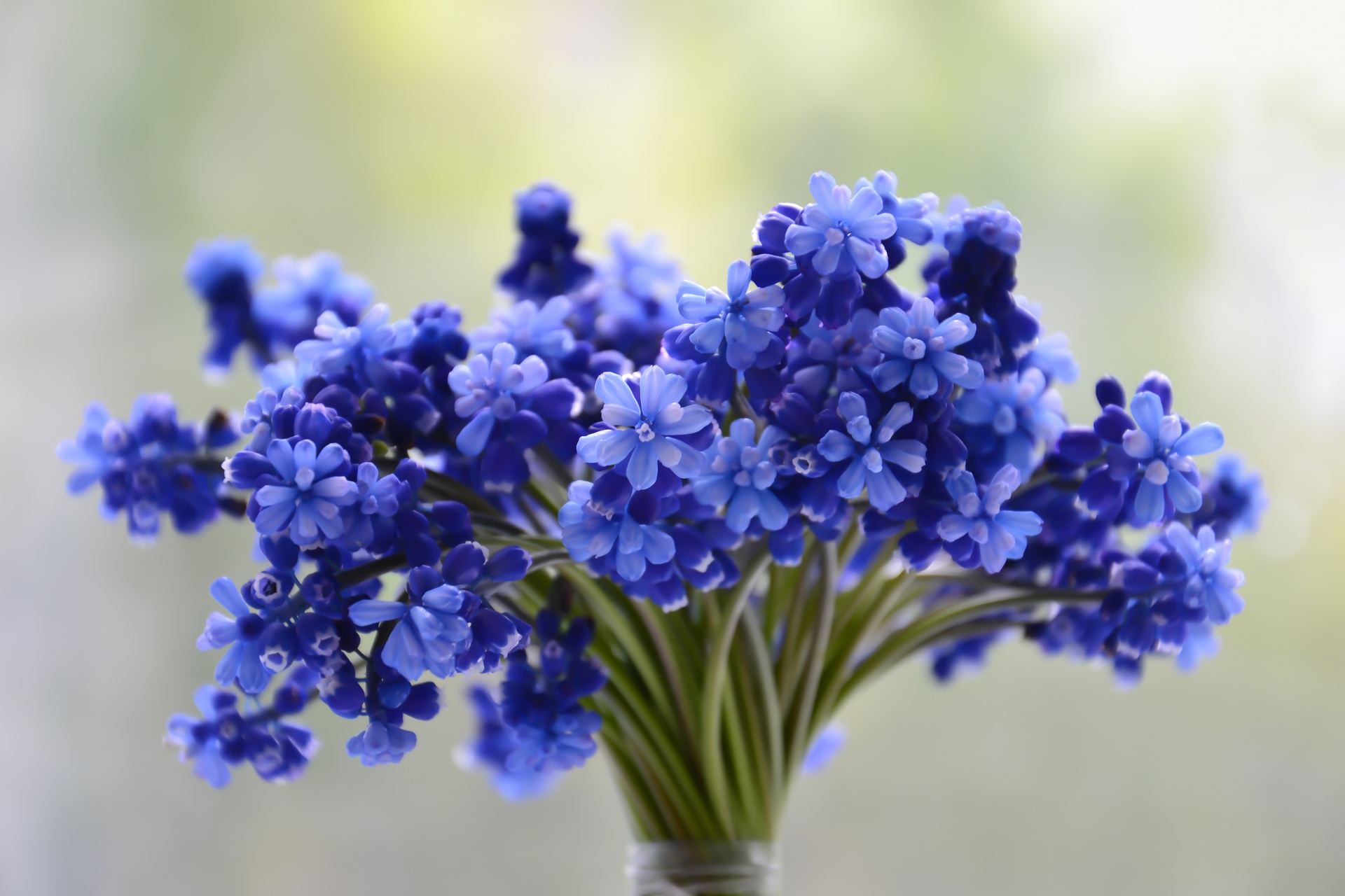 Blue Flowers Free Stock Photo - Public Domain Pictures