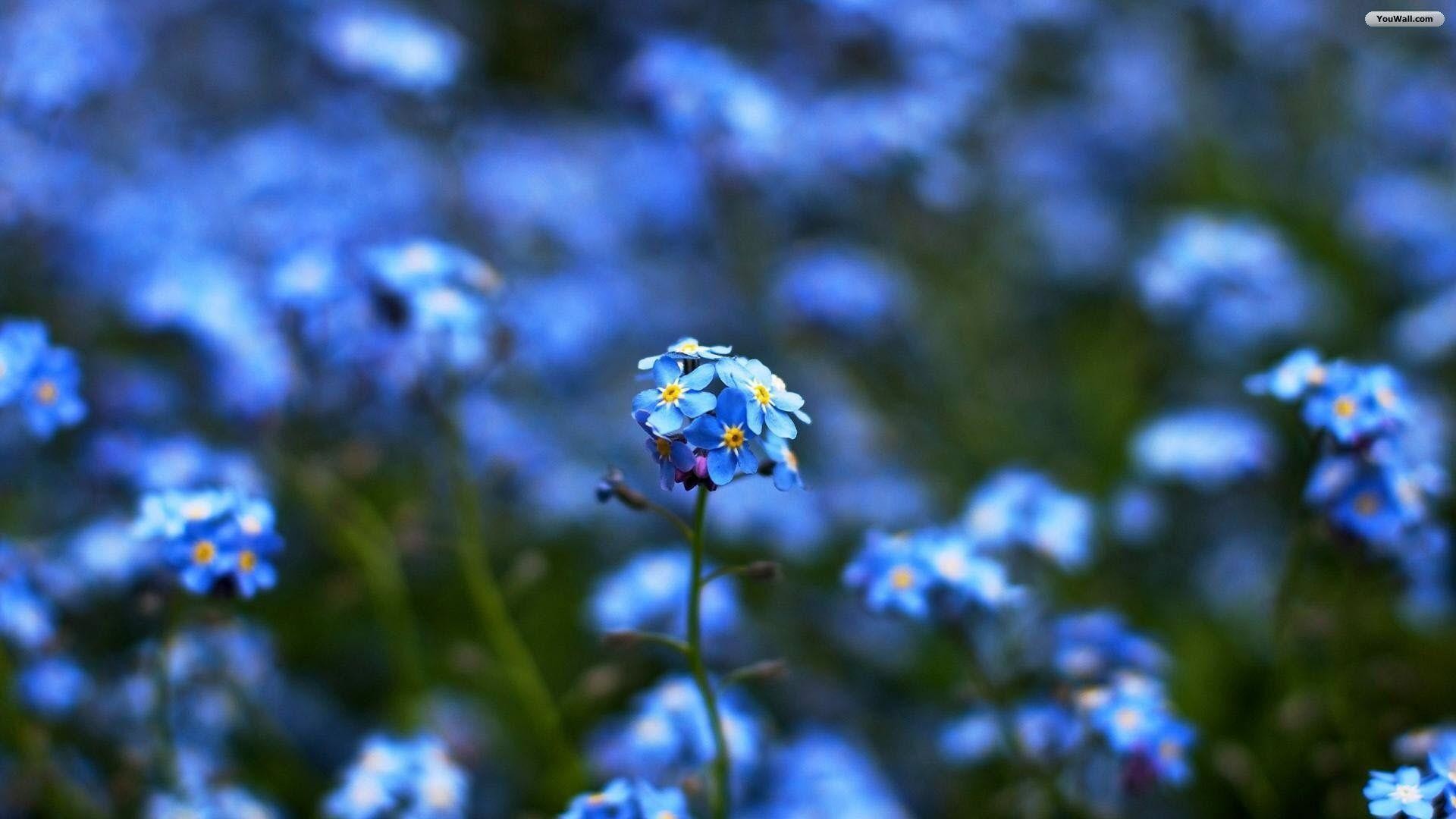 Blue Flowers Wallpaper ·①
