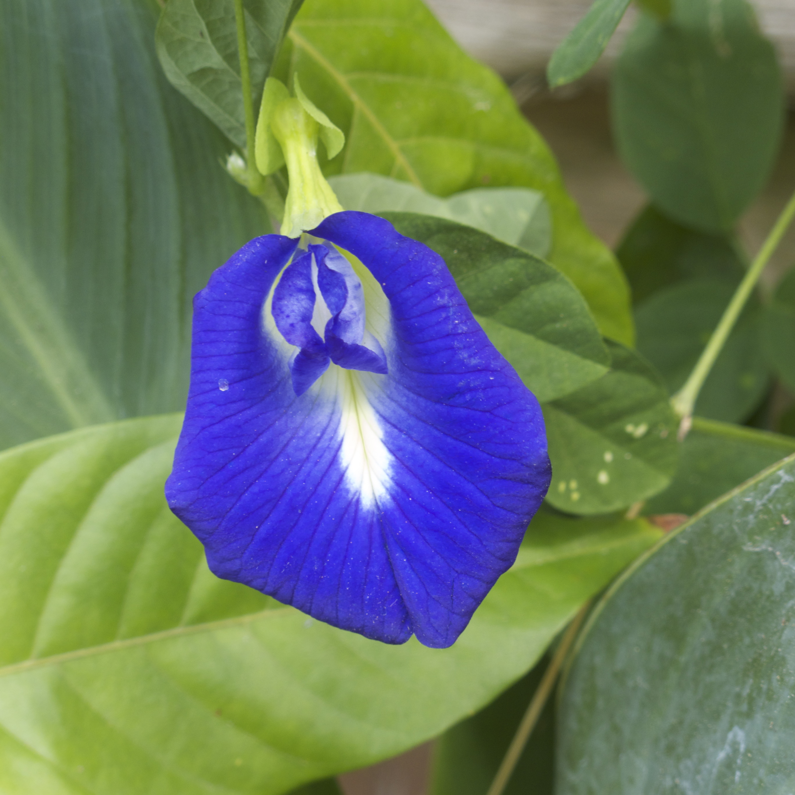 Butterfly Pea Flower, Blue and Purple Food Color Extract Recipe ...