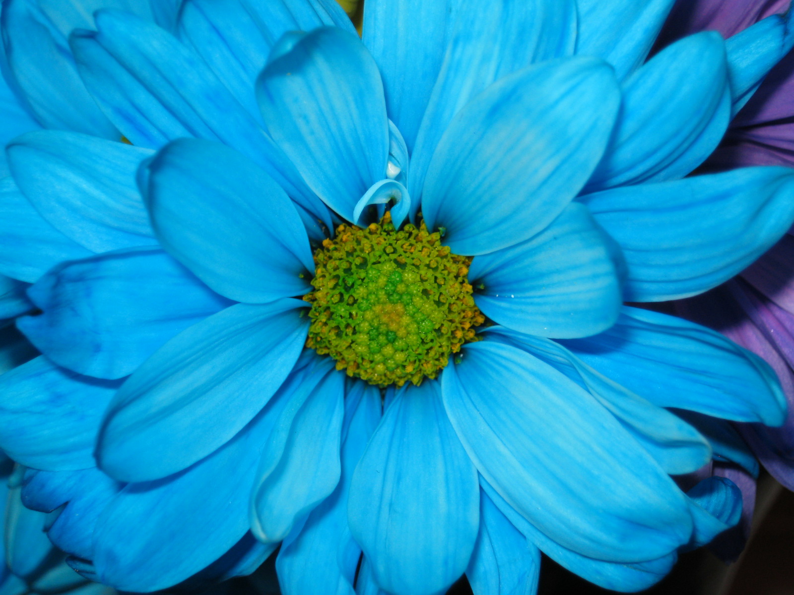 Bright Blue Flowers Wallpapers | Flowers Wallpapers Gallery - PC ...