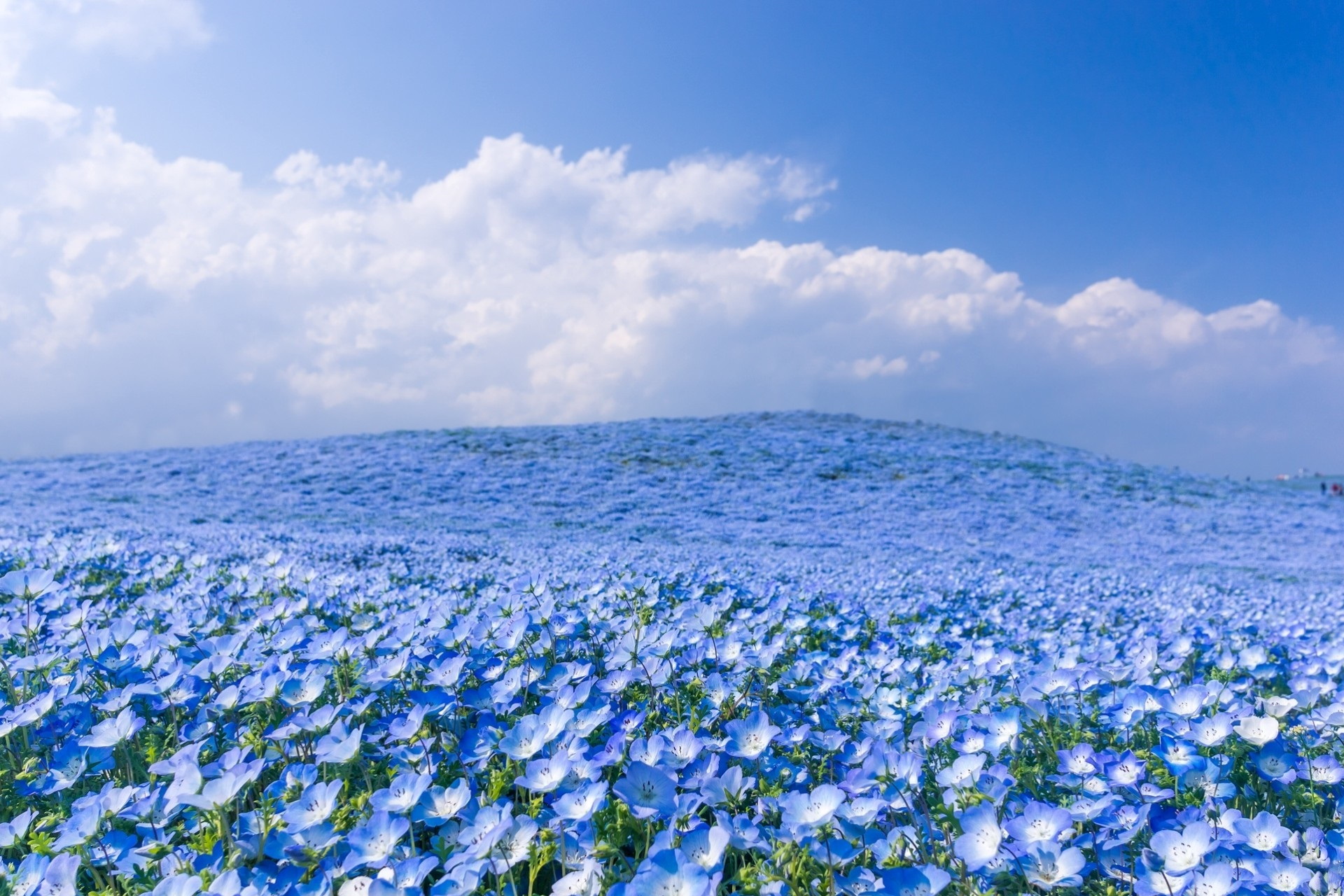 Blue flowers hill / 1920 x 1280 / Nature / Photography | MIRIADNA.COM