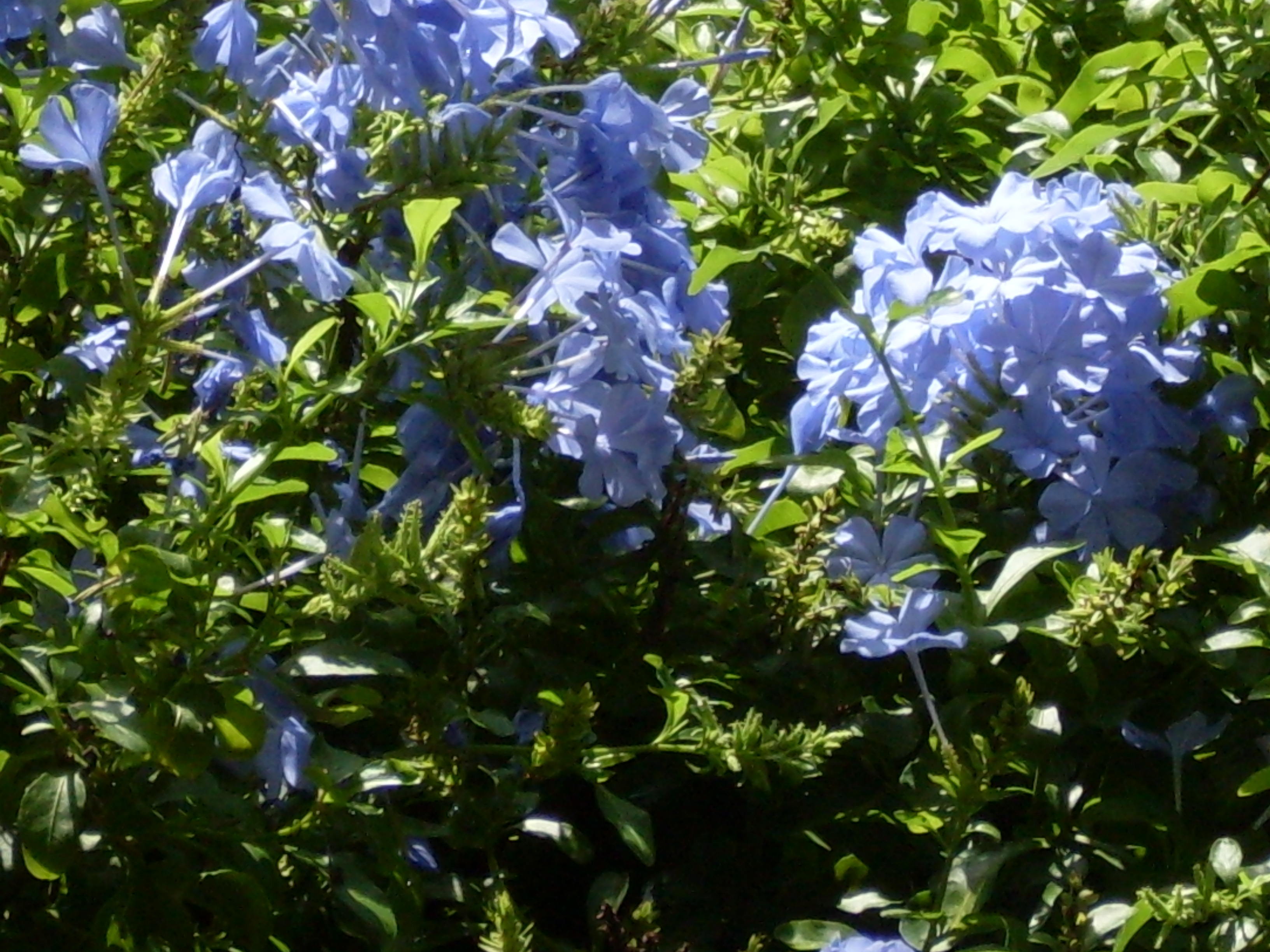 Blue flowers photo