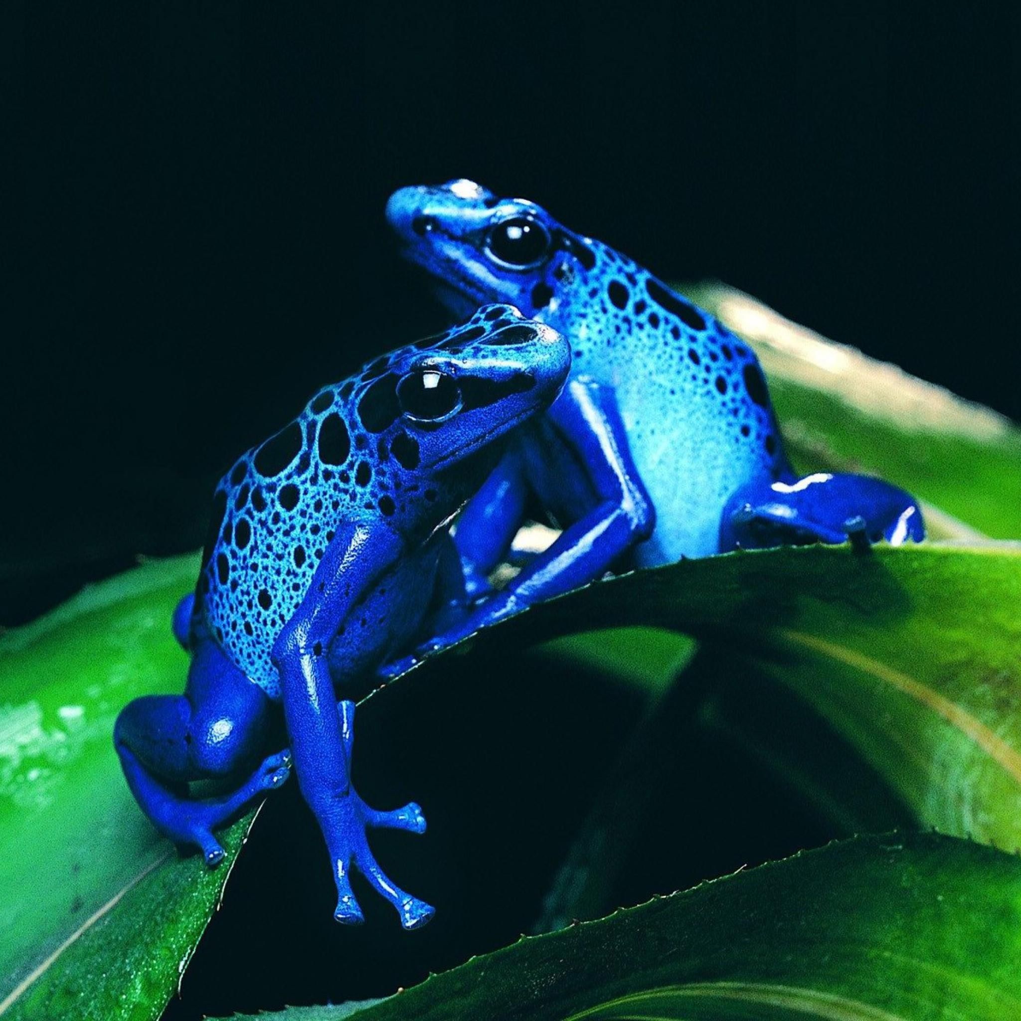 Just some poison dart frogs | Beautiful things in the world around ...