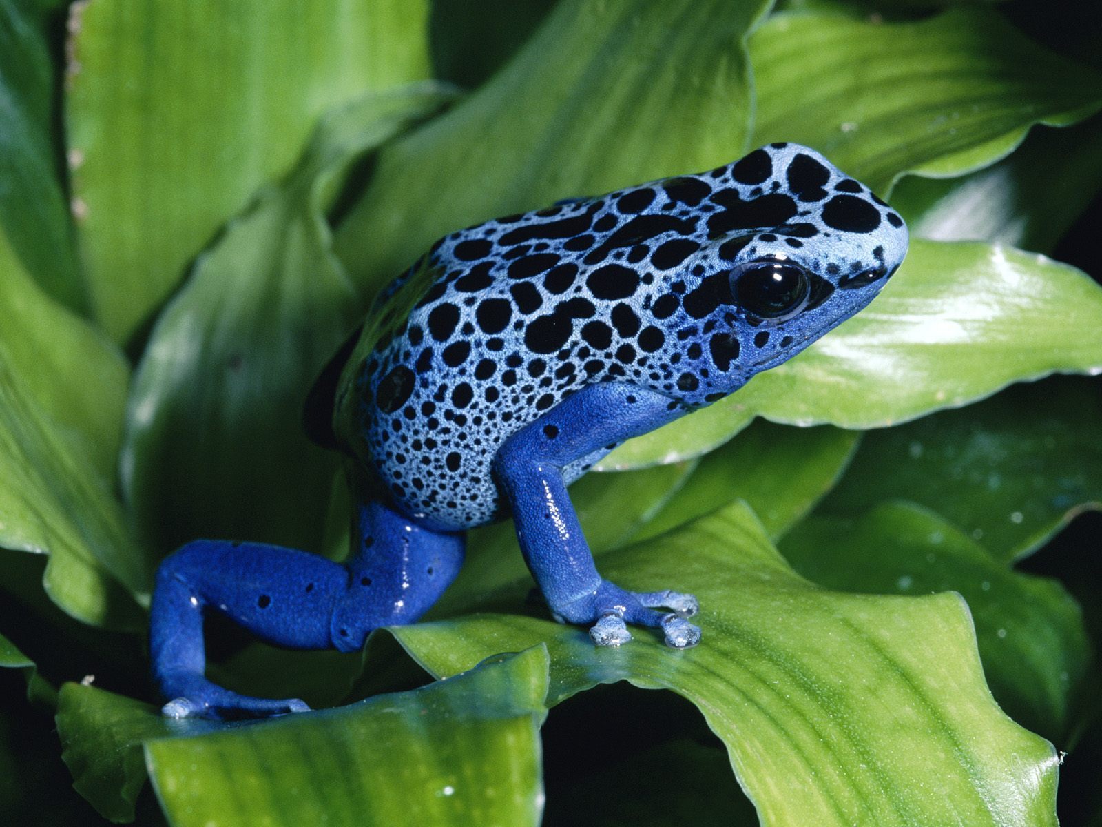Tree Frogs images blue poison dart frog HD wallpaper and background ...