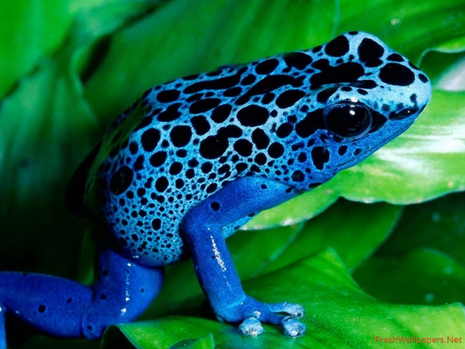 black blue frog wallpapers | Freshwallpapers