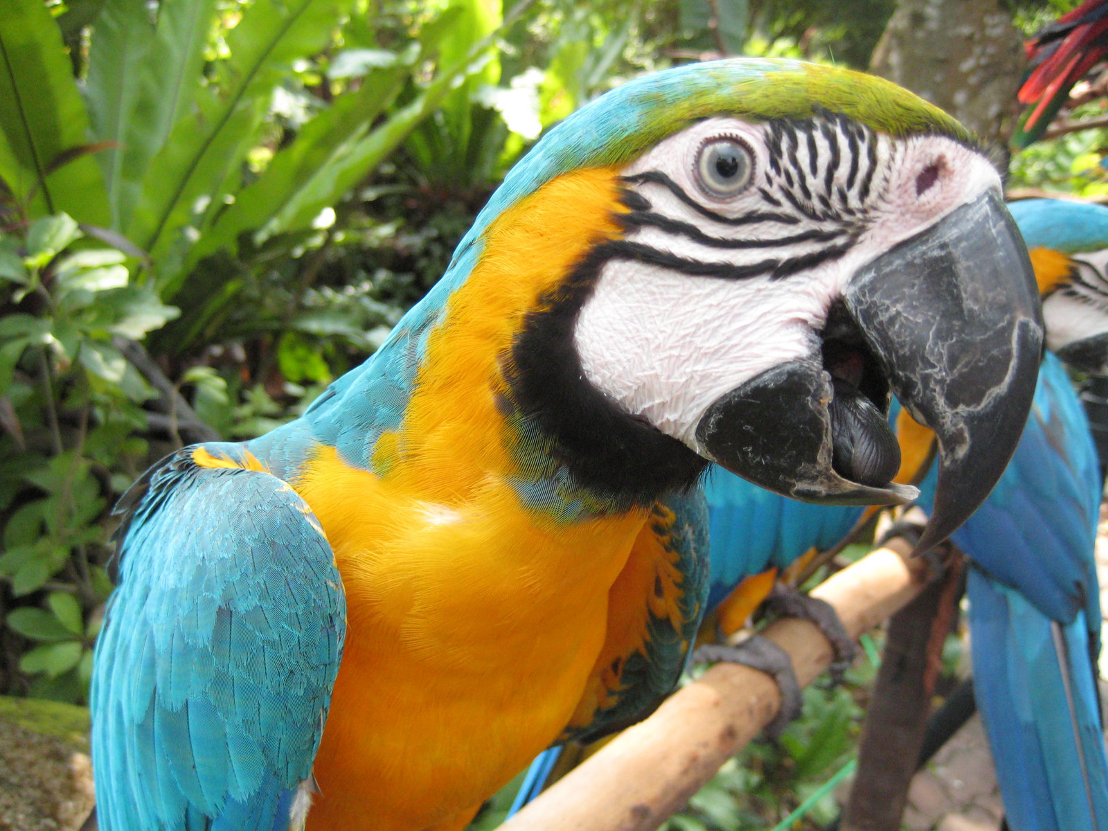Blue and Gold Macaw by James-Fong on DeviantArt