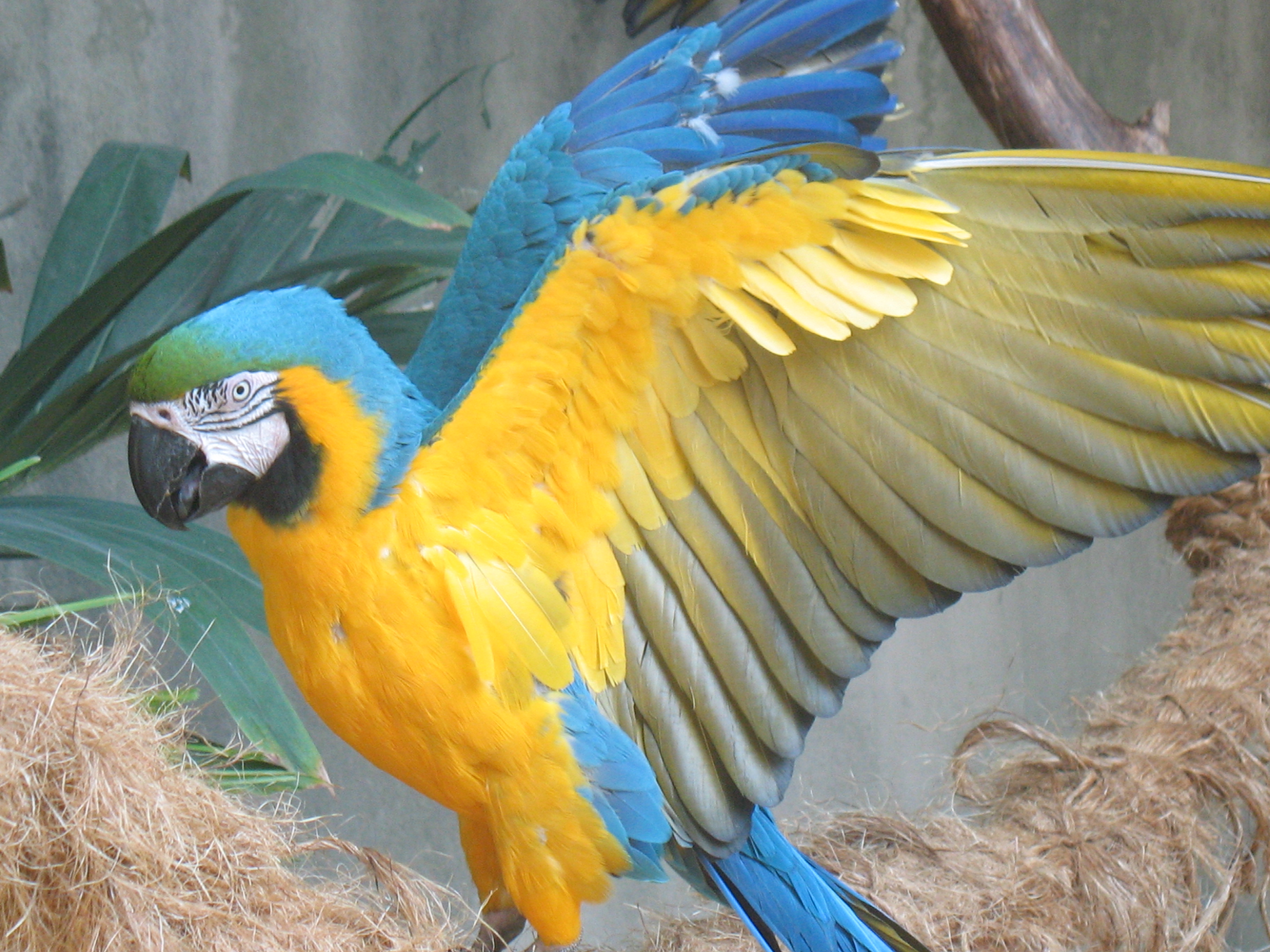 File:Blue-gold macaw wings outstretched.jpg - Wikipedia