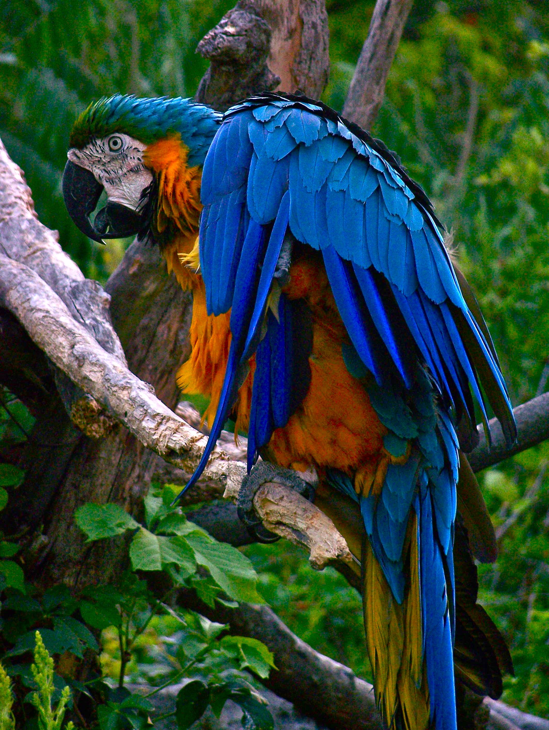 Blue and Gold Macaw Parrots | Blue and gold macaw parrot | Wild ...