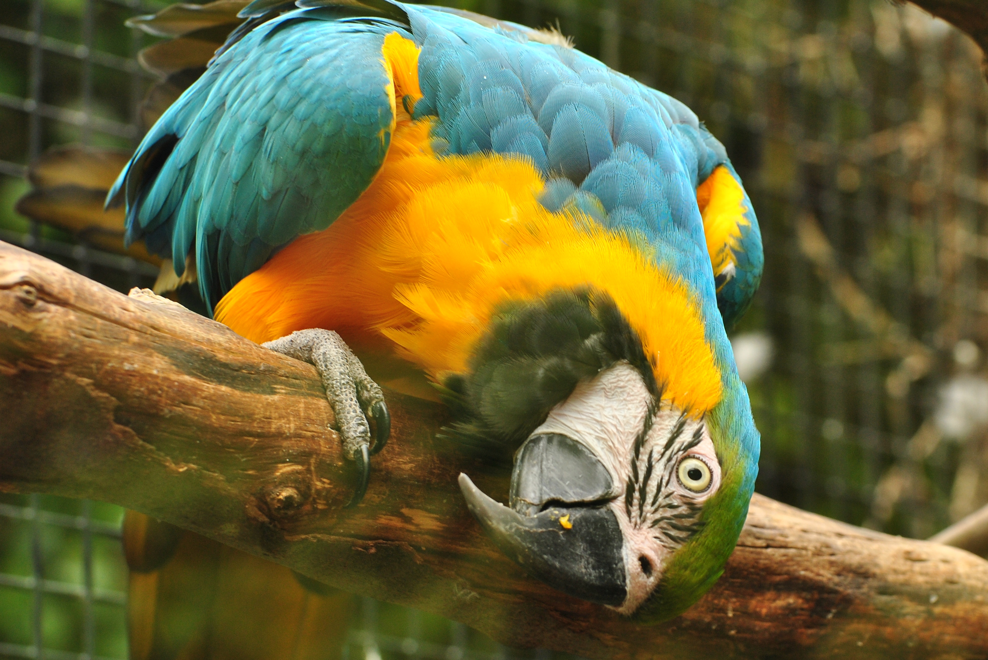 File:Blue and Gold Macaw (8679984901).jpg - Wikimedia Commons