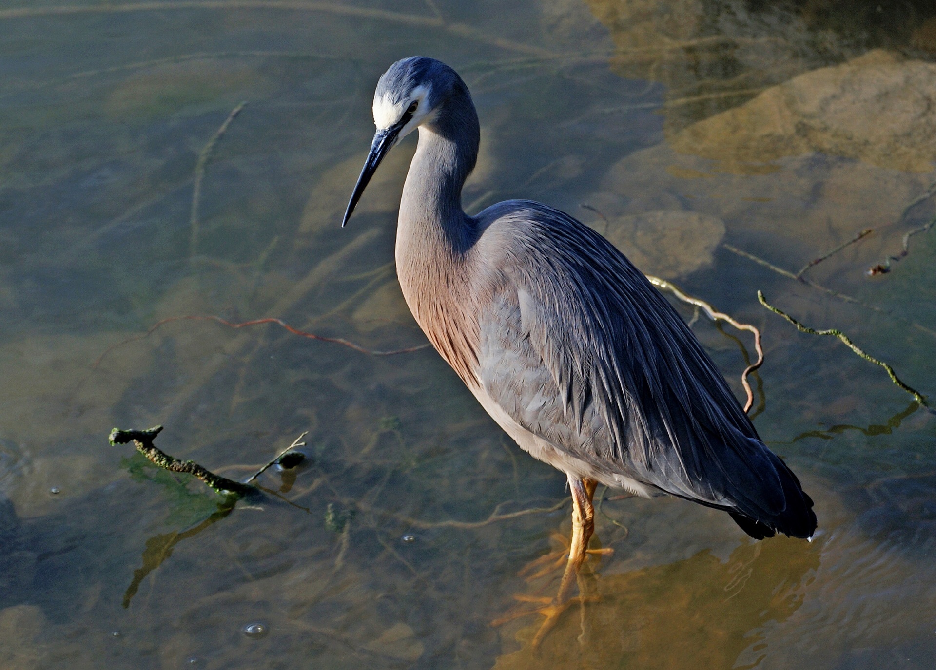 Blue heron photo