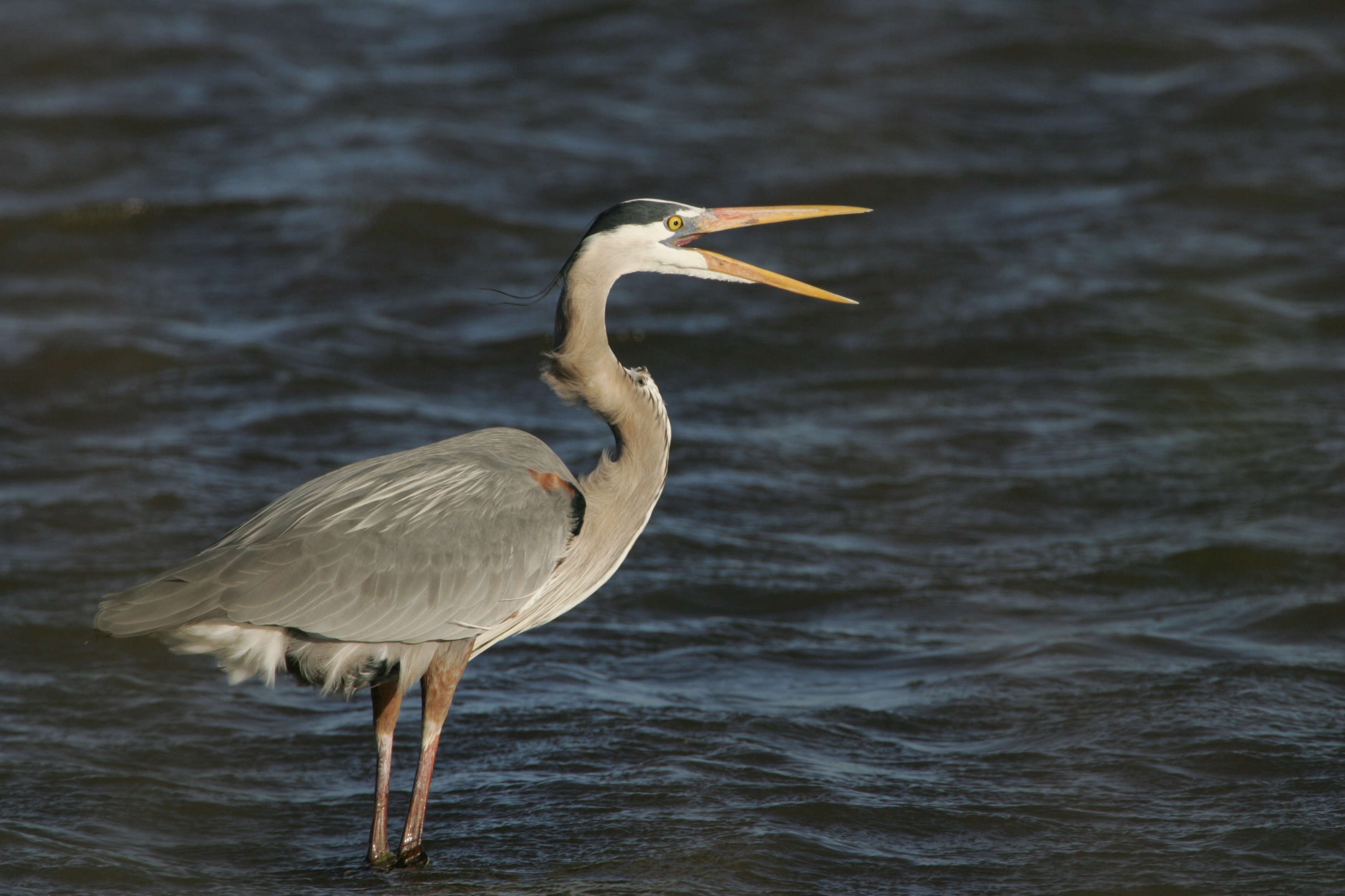 Blue heron in the river photo