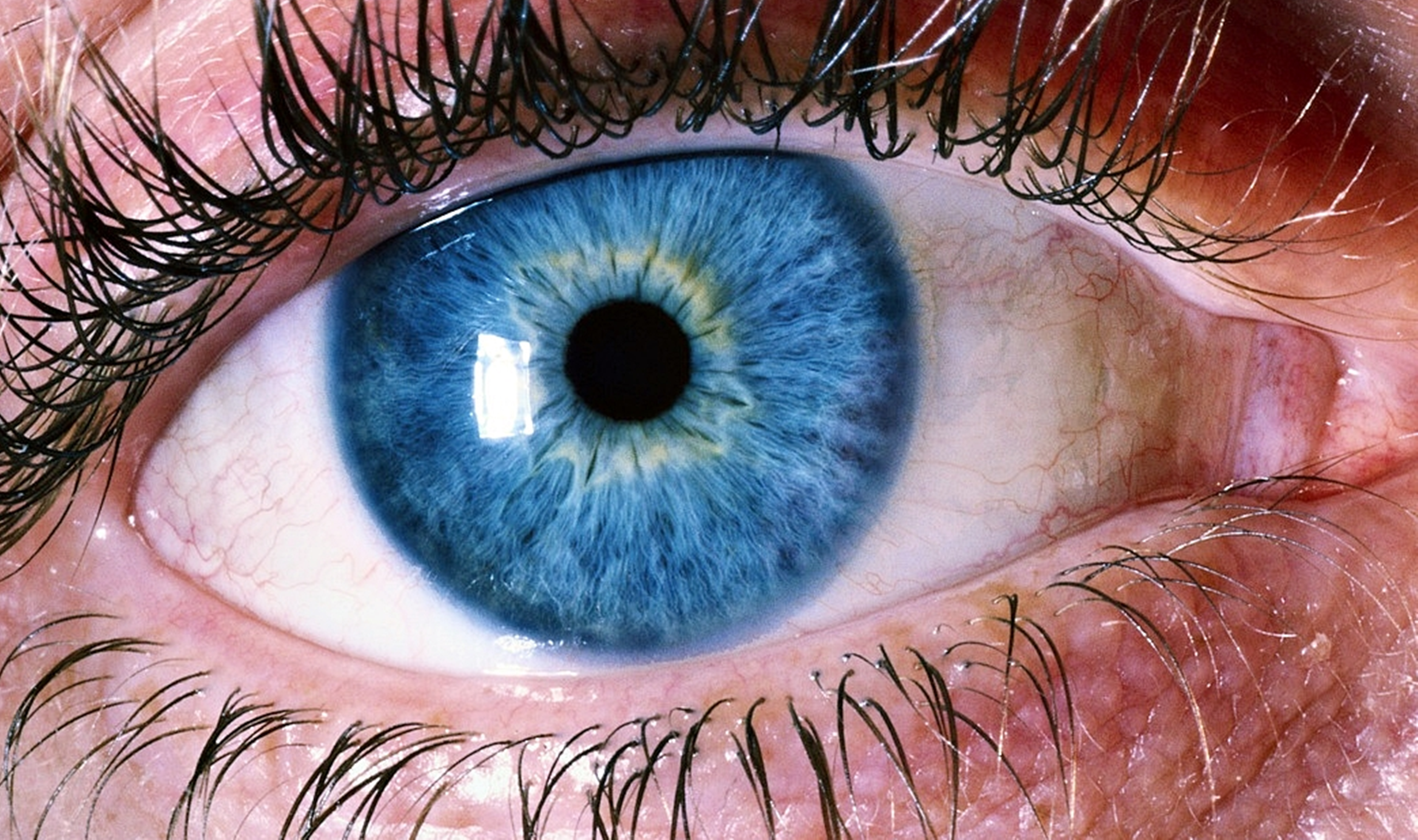 Blue human eye photo