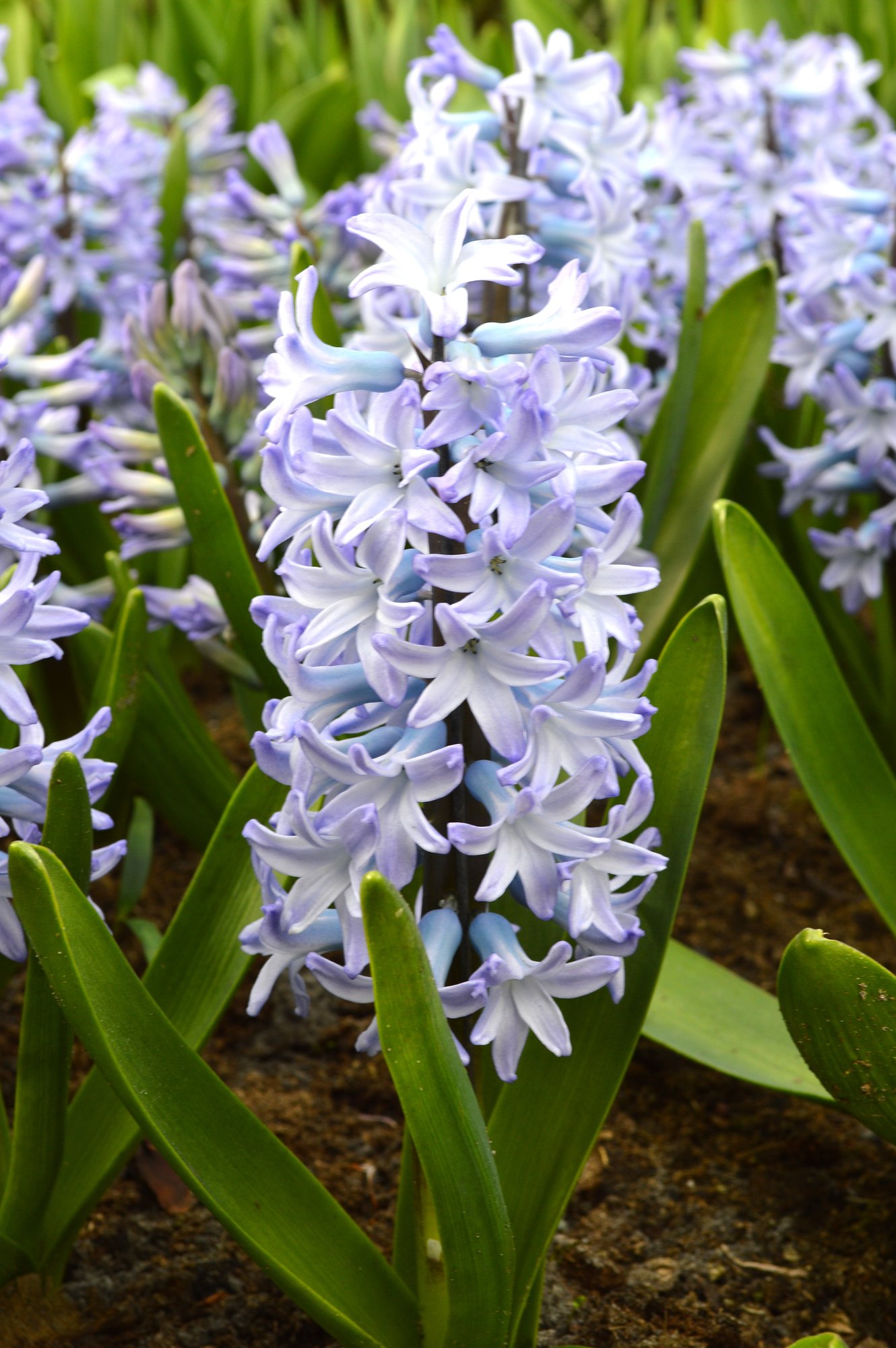 Hyacinth Blue Eyes | DutchGrown®