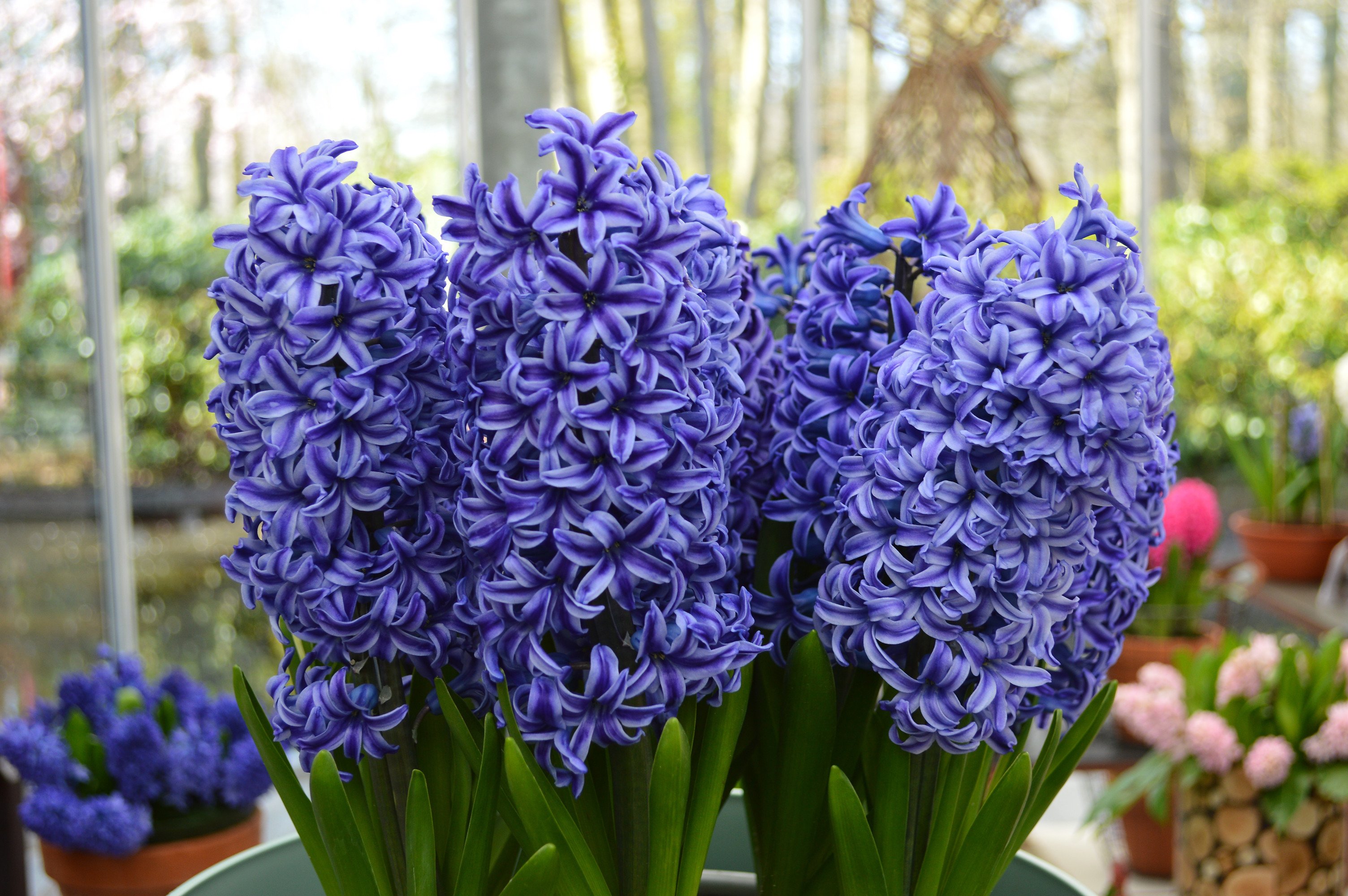 Hyacinth Blue Jacket | DutchGrown®