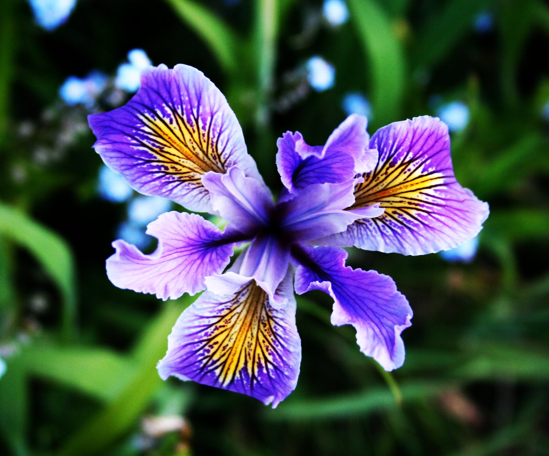 Blue Iris. 