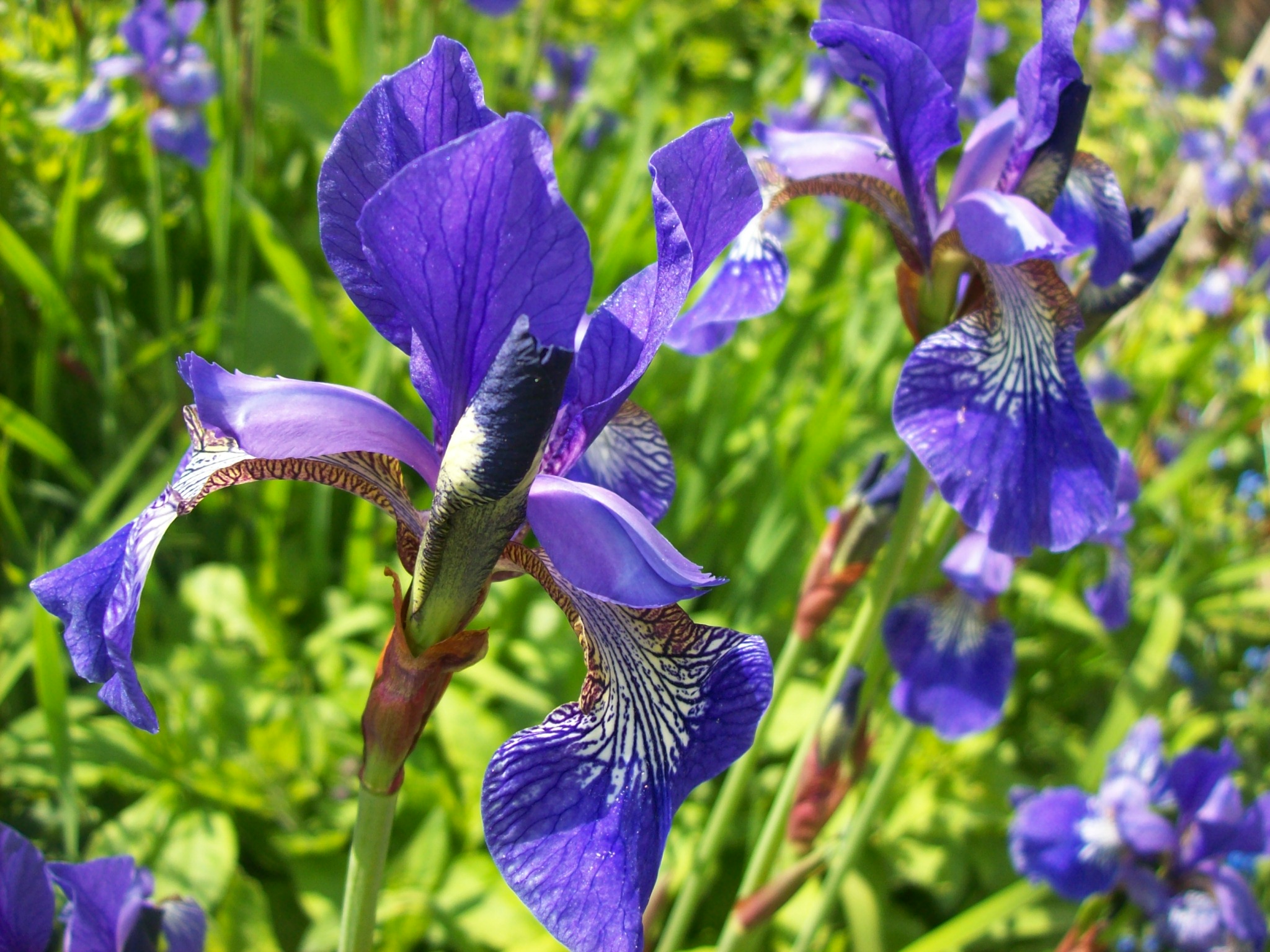 blue iris free download