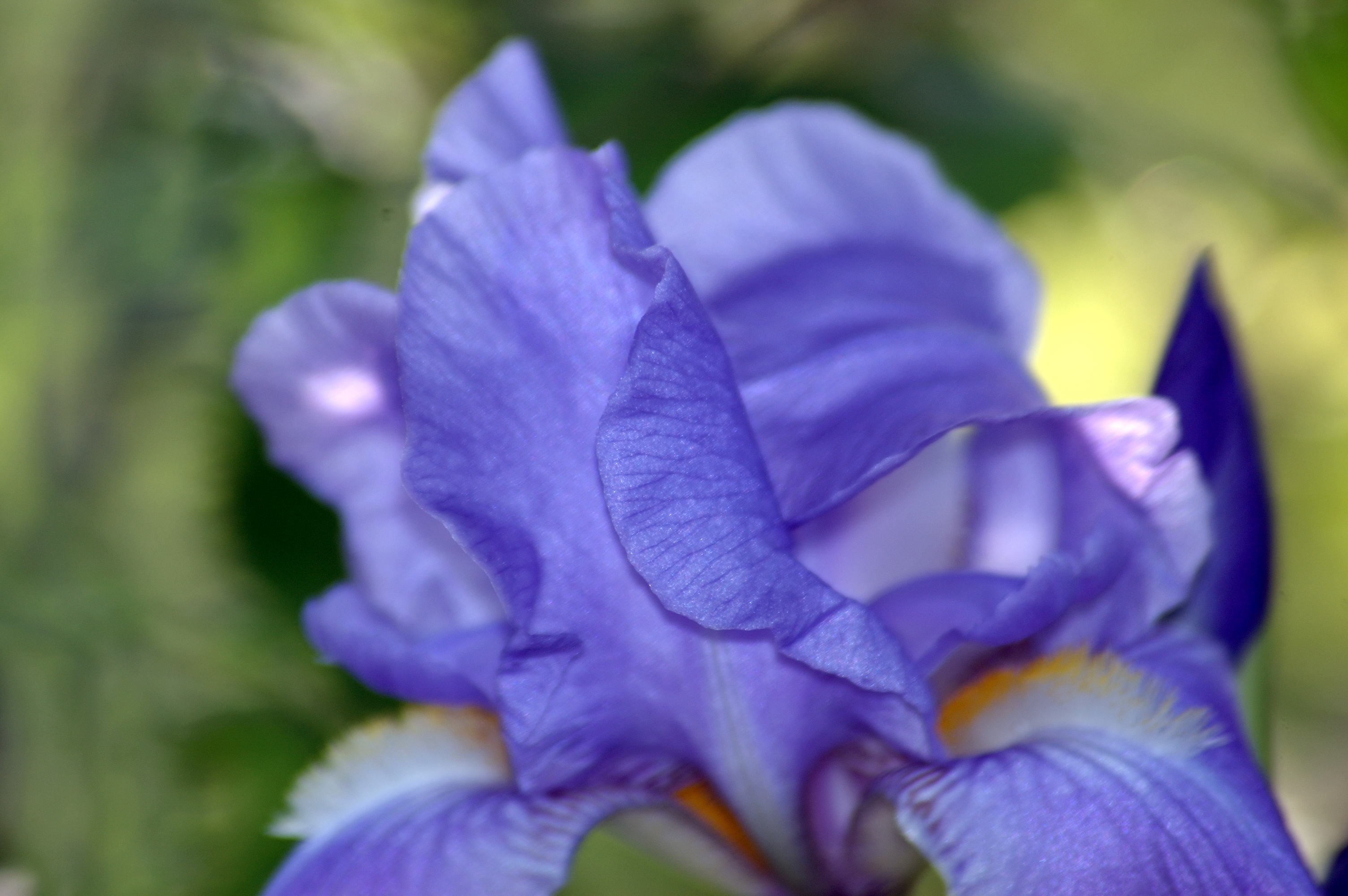 blue iris zmodo