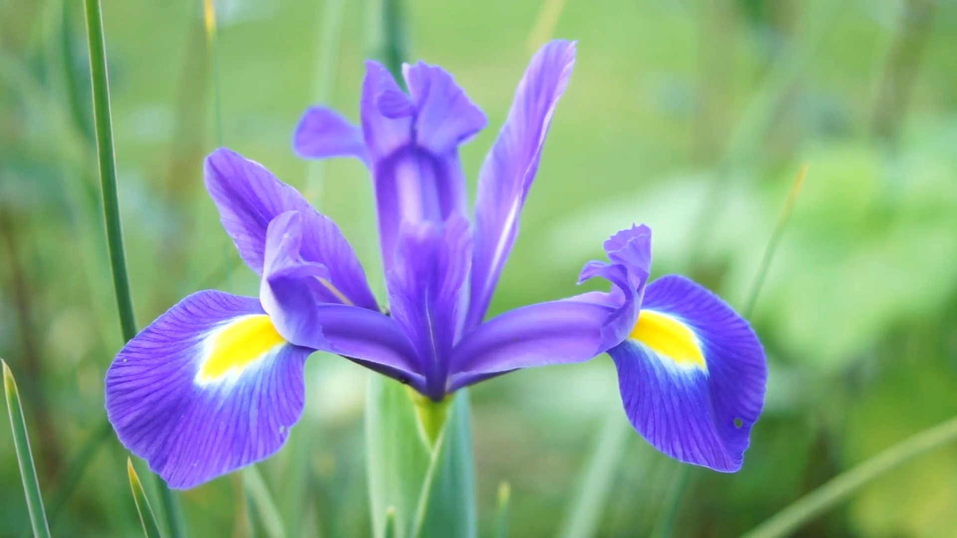 Blue Iris Flower in Spring Stock Video Footage - VideoBlocks