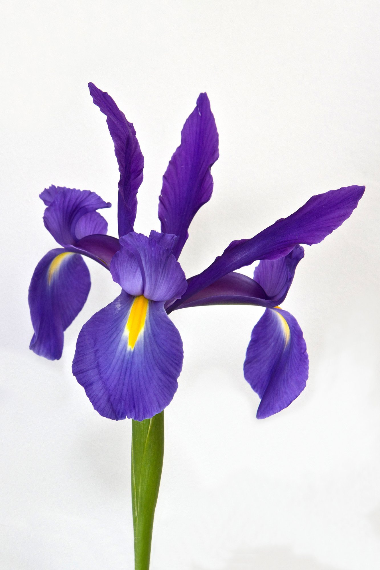 Blue iris flower photo