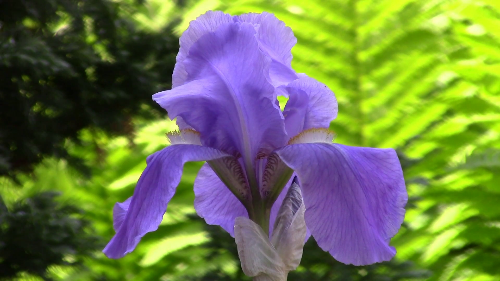 Blue iris flower in the garden - macro Stock Video Footage - Videoblocks