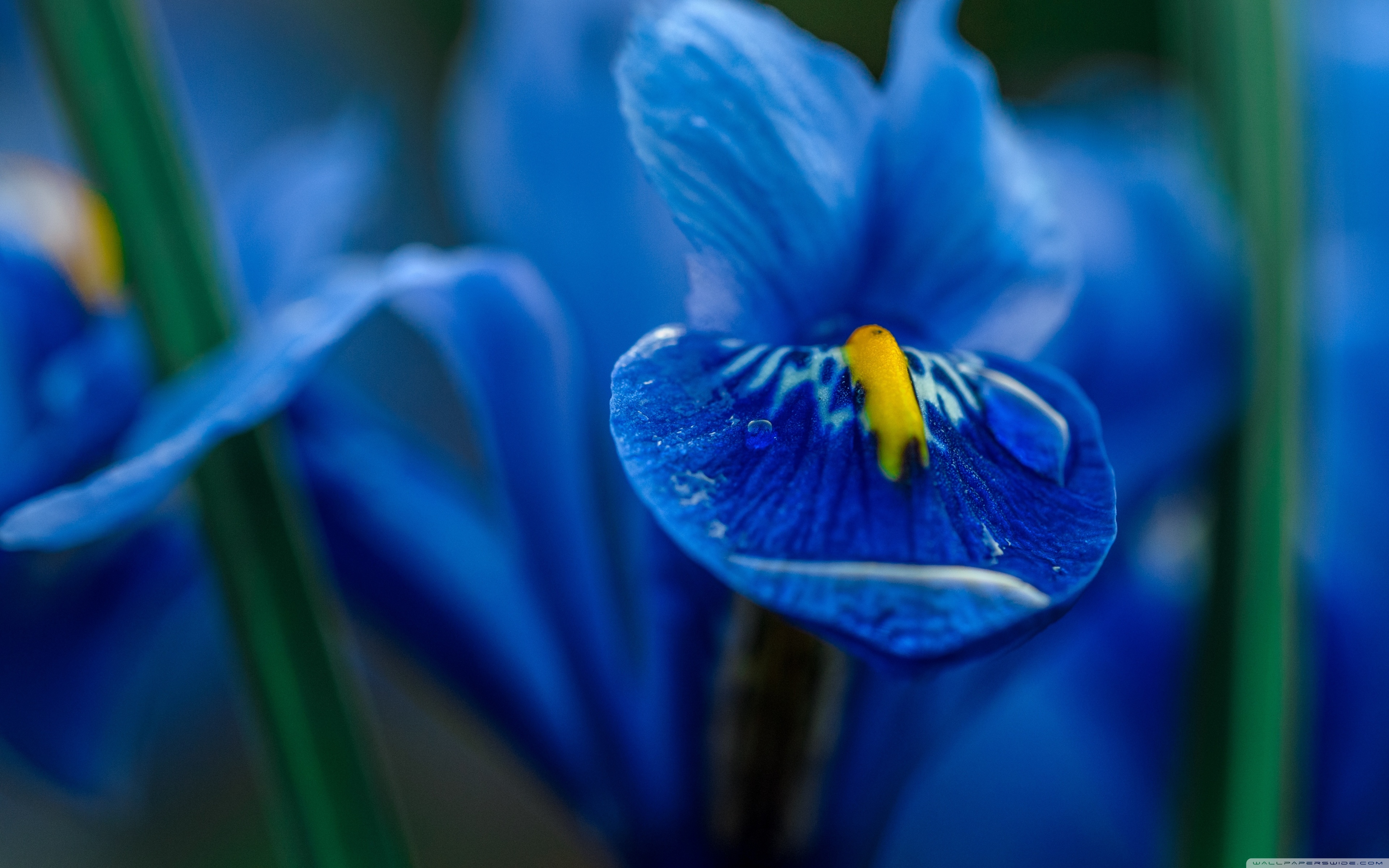 Blue Iris Flower Macro ❤ 4K HD Desktop Wallpaper for 4K Ultra HD TV ...