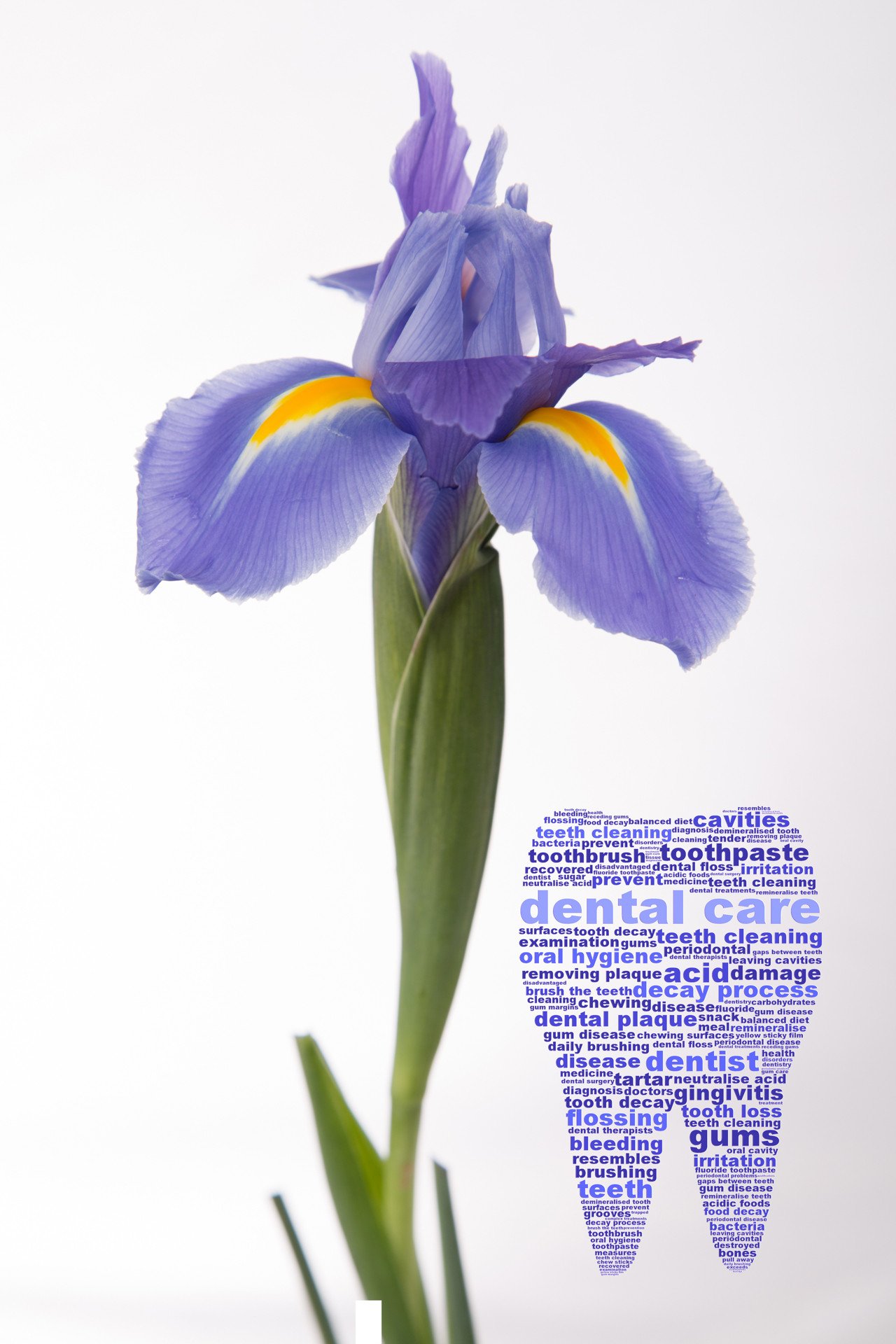 Blue Iris with Creative Writing in Tooth Shape - Artsy Office