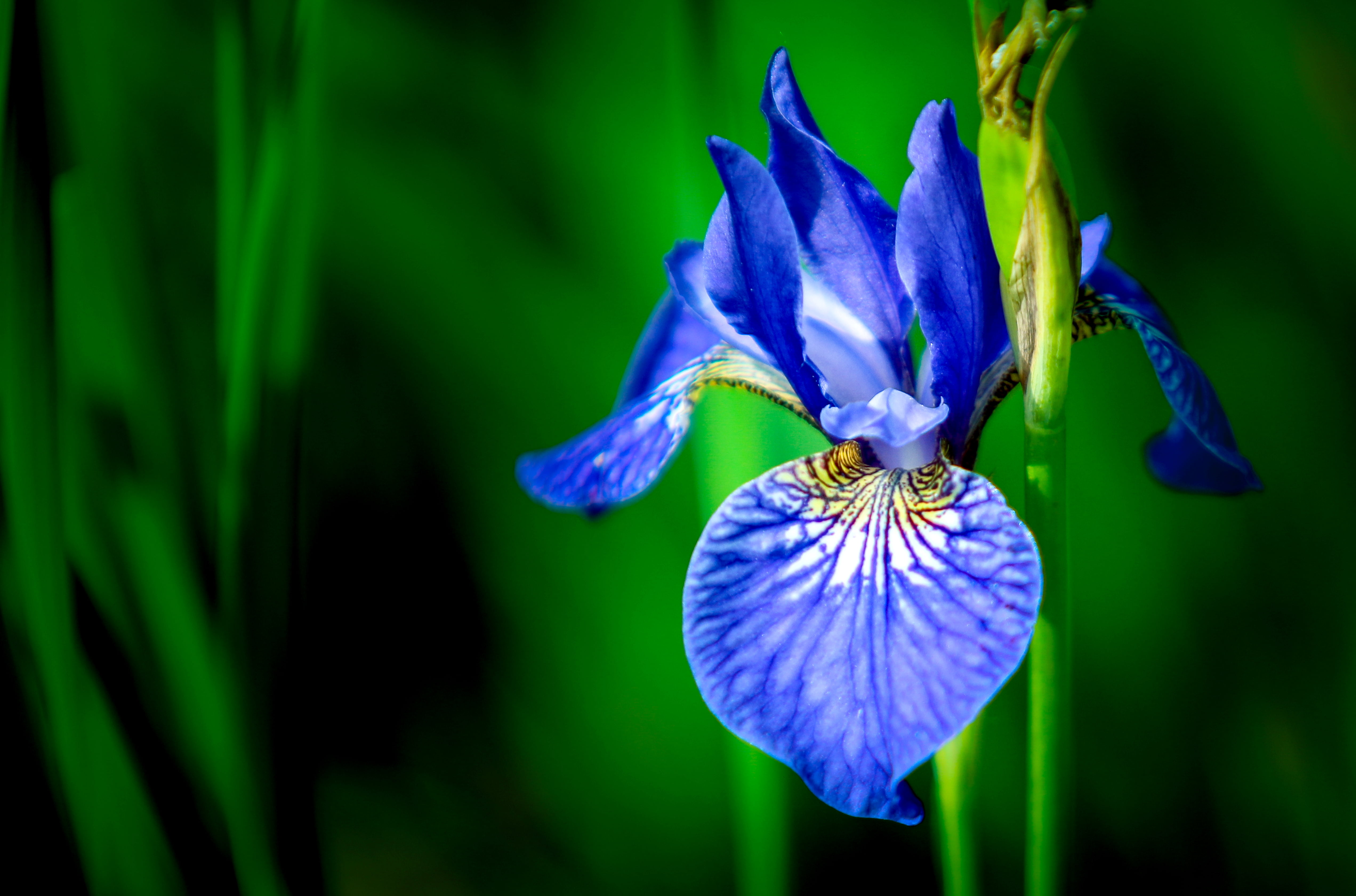 Blue iris flower in close up photography HD wallpaper | Wallpaper Flare