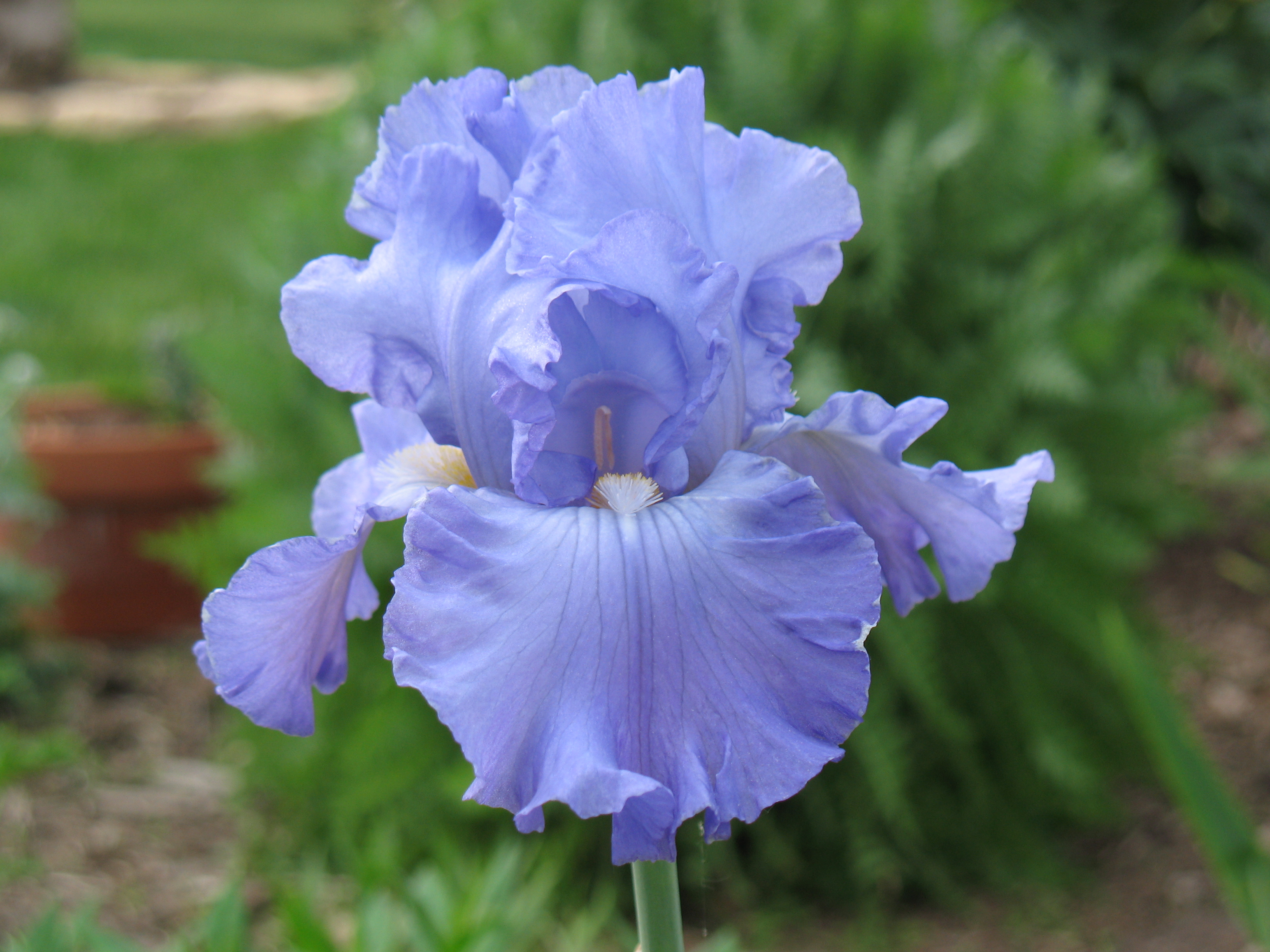 blue iris download video