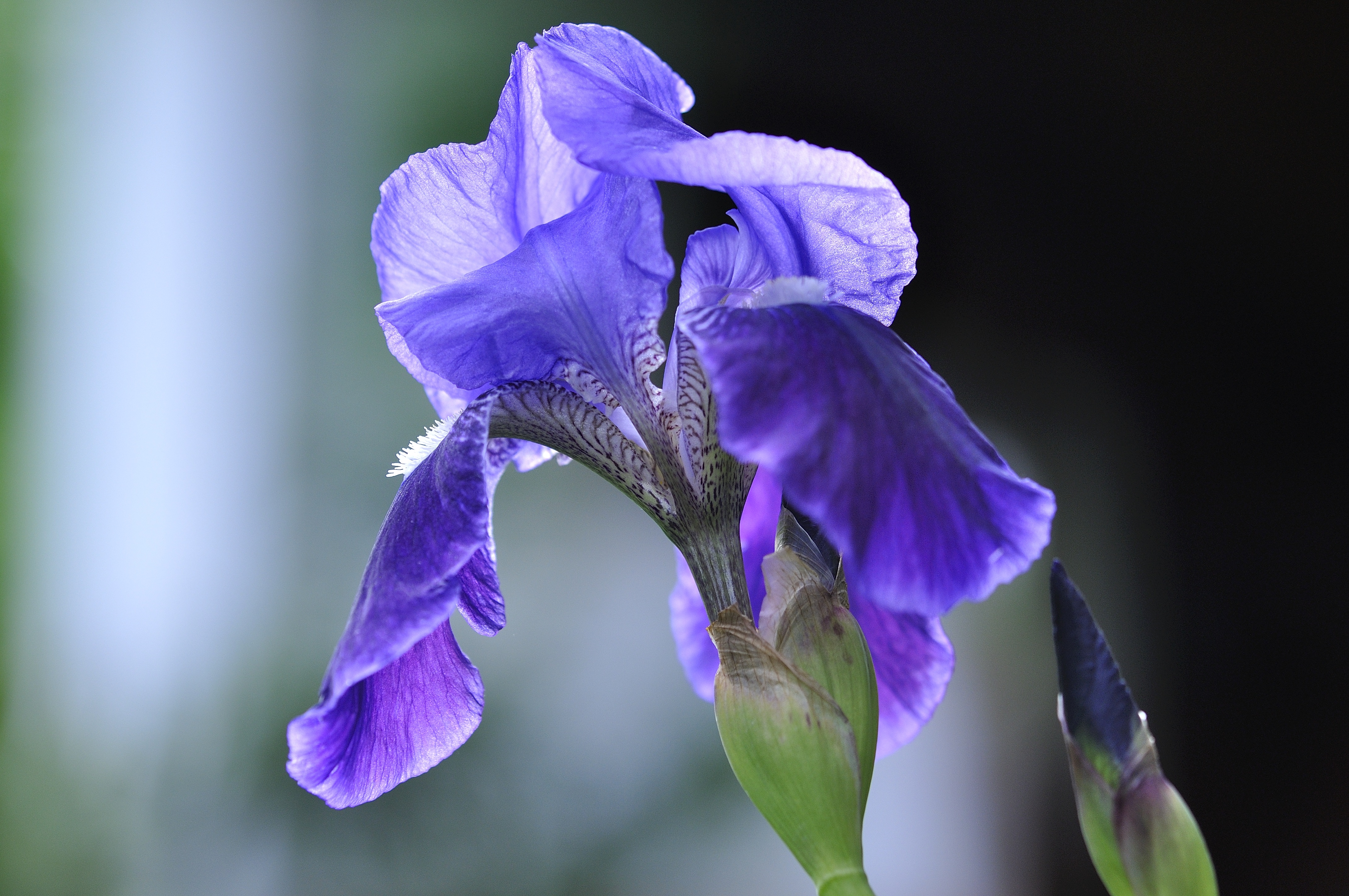 Free photo: Blue Iris - Bloom, Blooming, Blue - Free Download - Jooinn