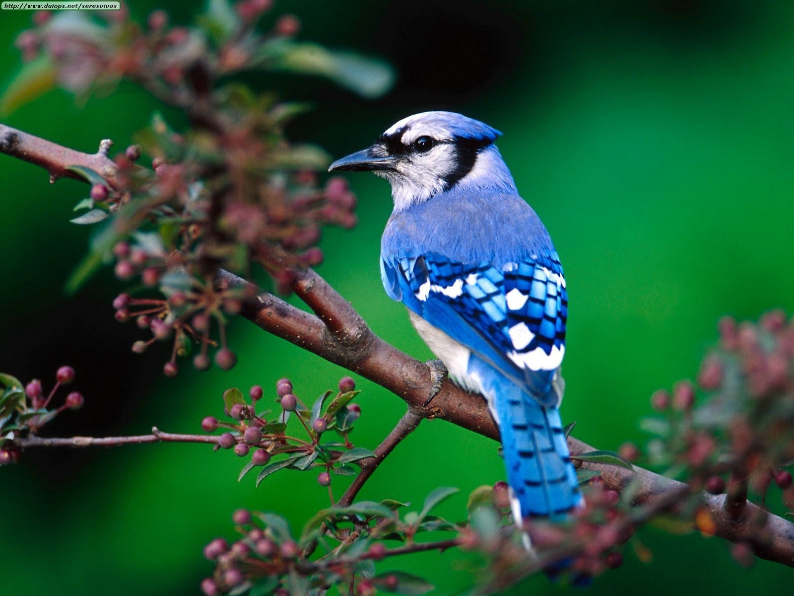 Blue Jay Birds Singing In The Forest - YouTube