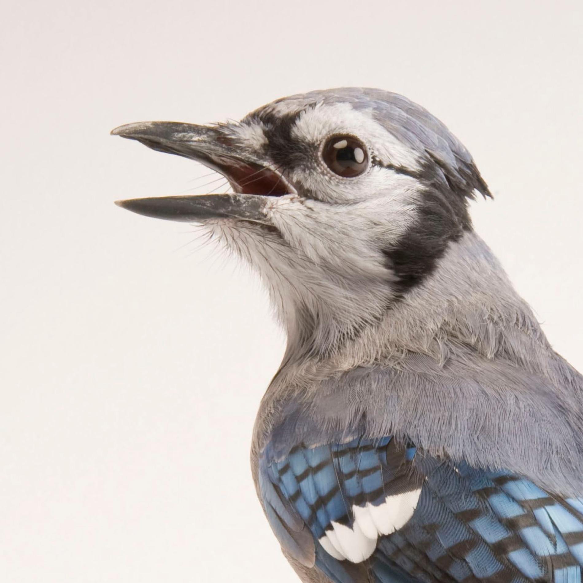 Blue Jay | National Geographic