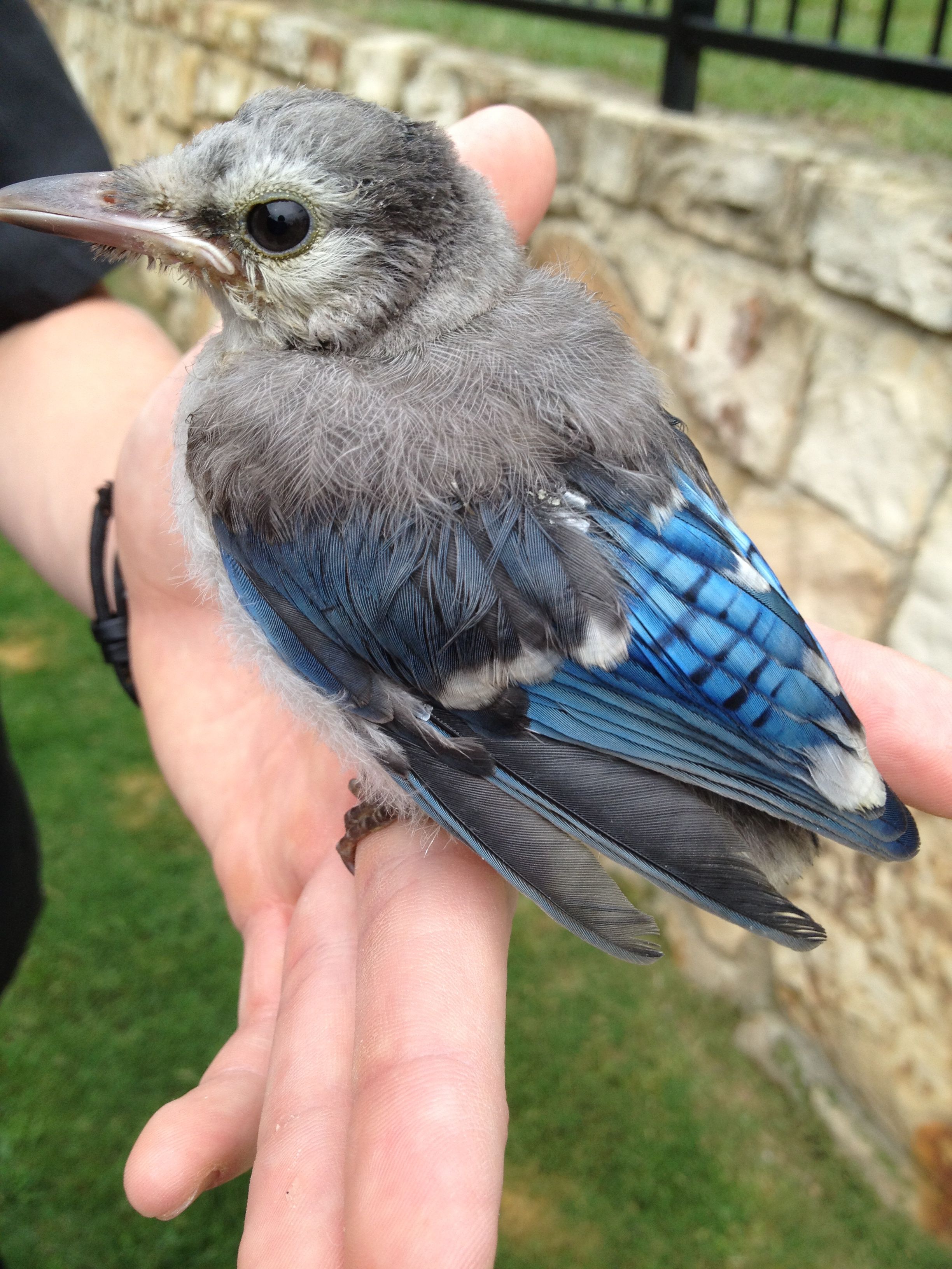 Baby Blue Jay | Animals | Pinterest | Jay, Bird and Animal