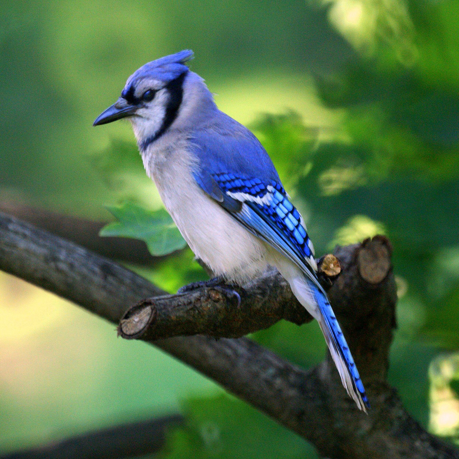 Blue Jays- “Nature's Noisemakers”. | Jay, Hoods and Bird