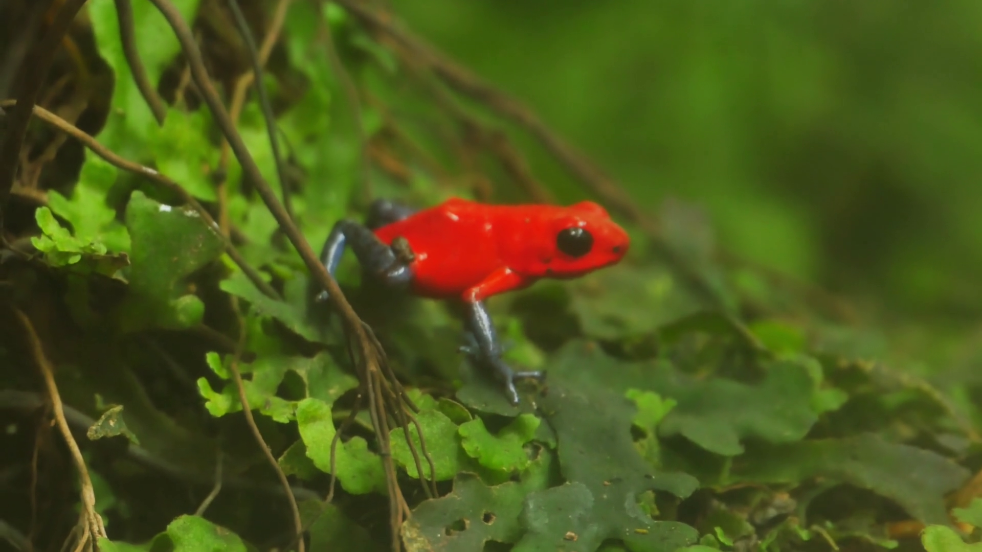 red blue jeans poisonous frog dendrobates pumillo Stock Video ...
