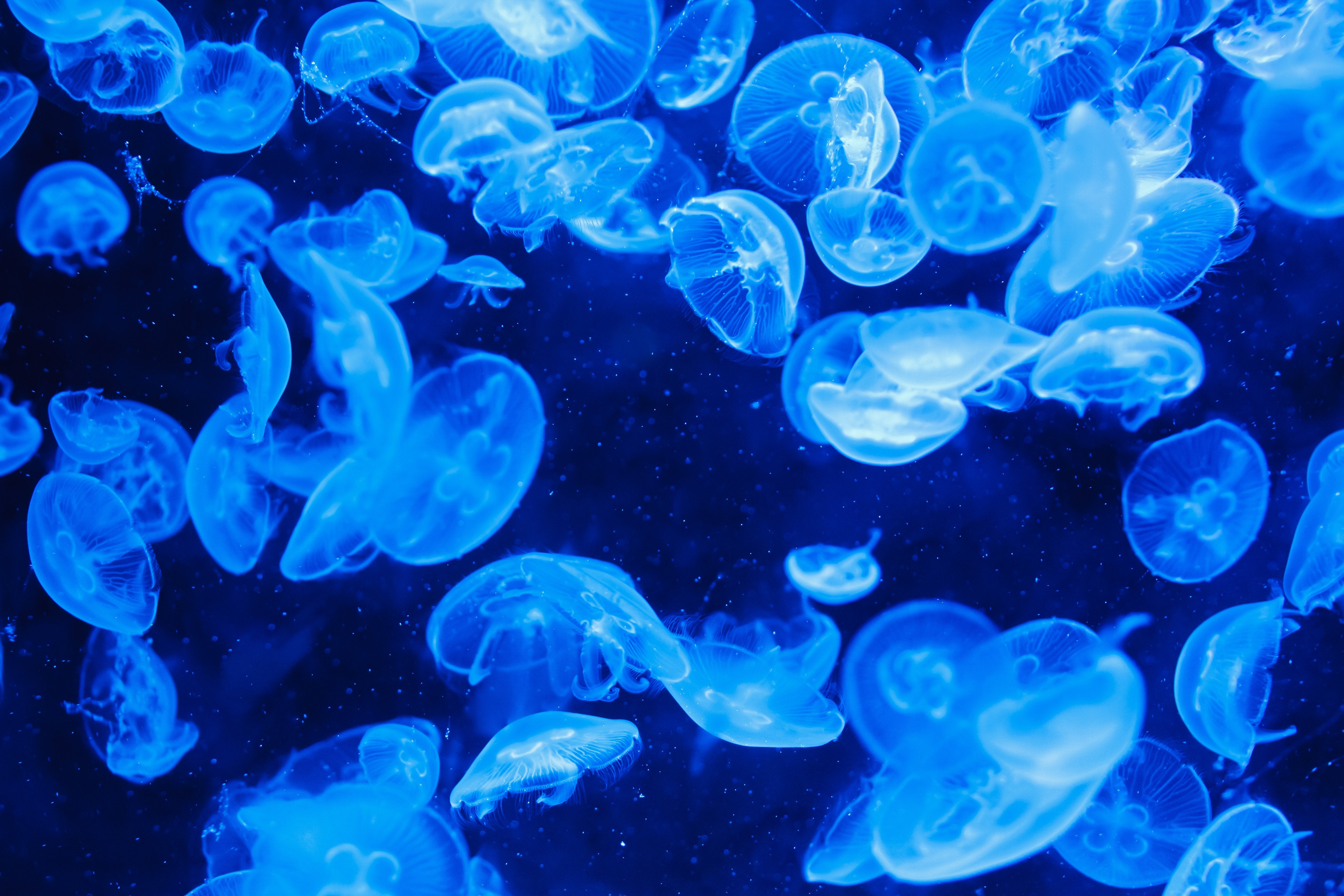 Blue jelly fish photo