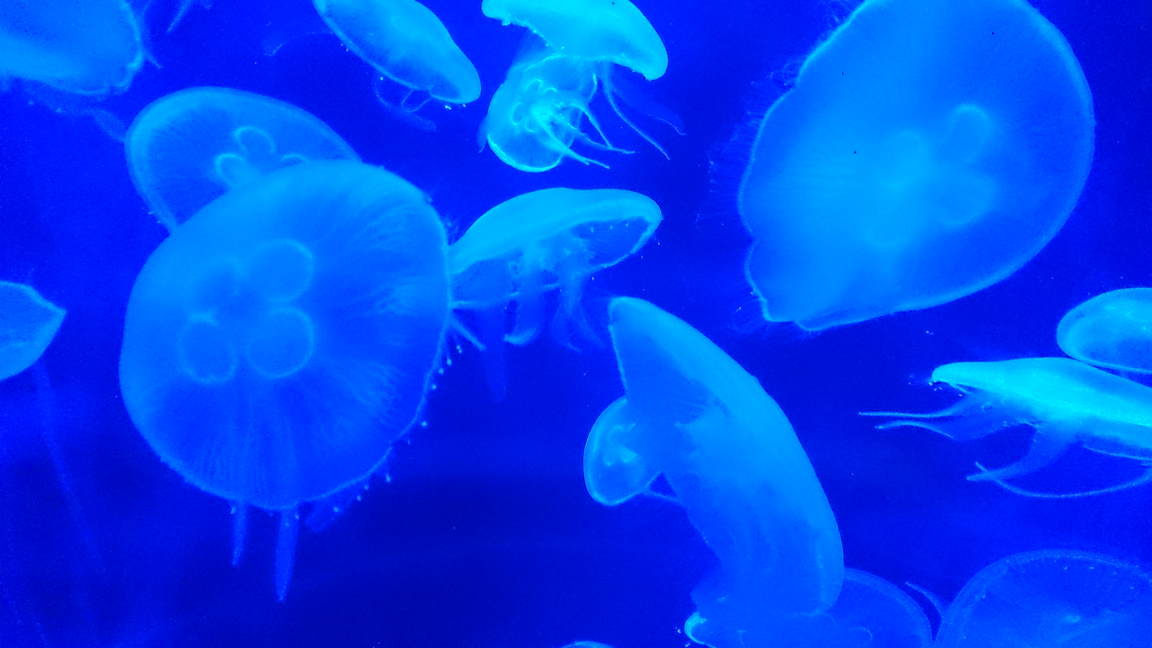 File:Blue jellyfish.jpg - Wikimedia Commons