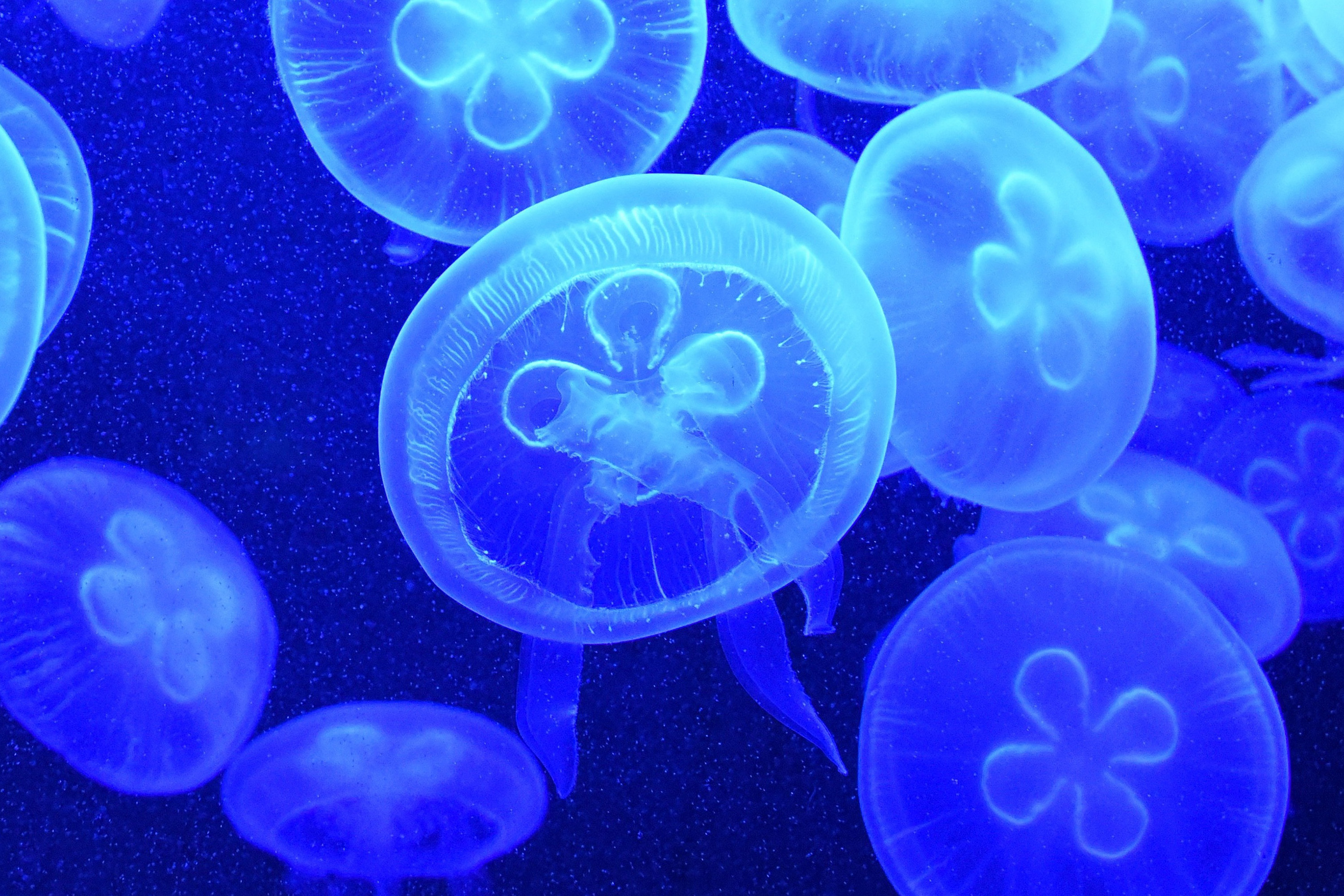 Blue Jellyfish Free Photo - ISO Republic
