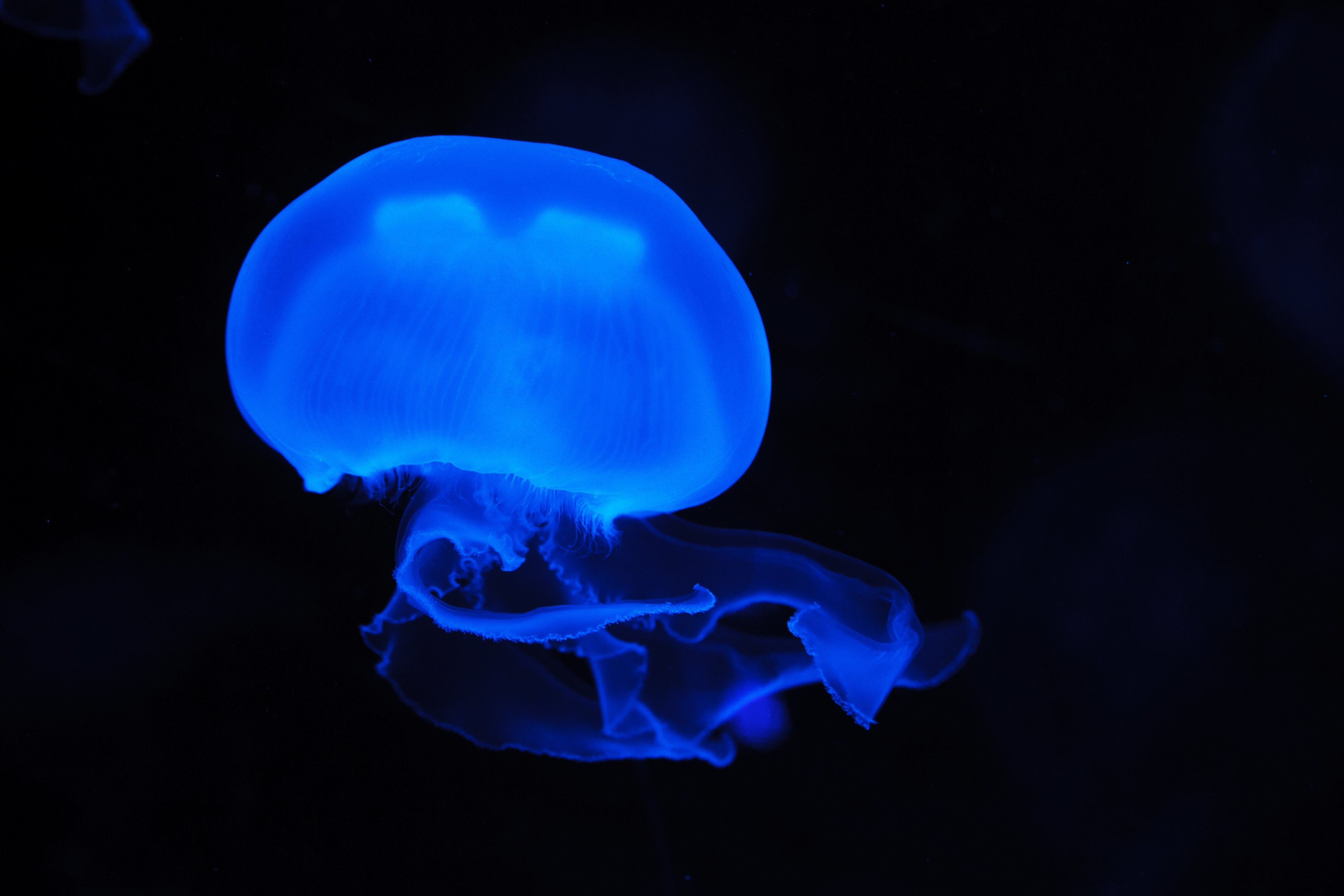 Blue jelly fish photo