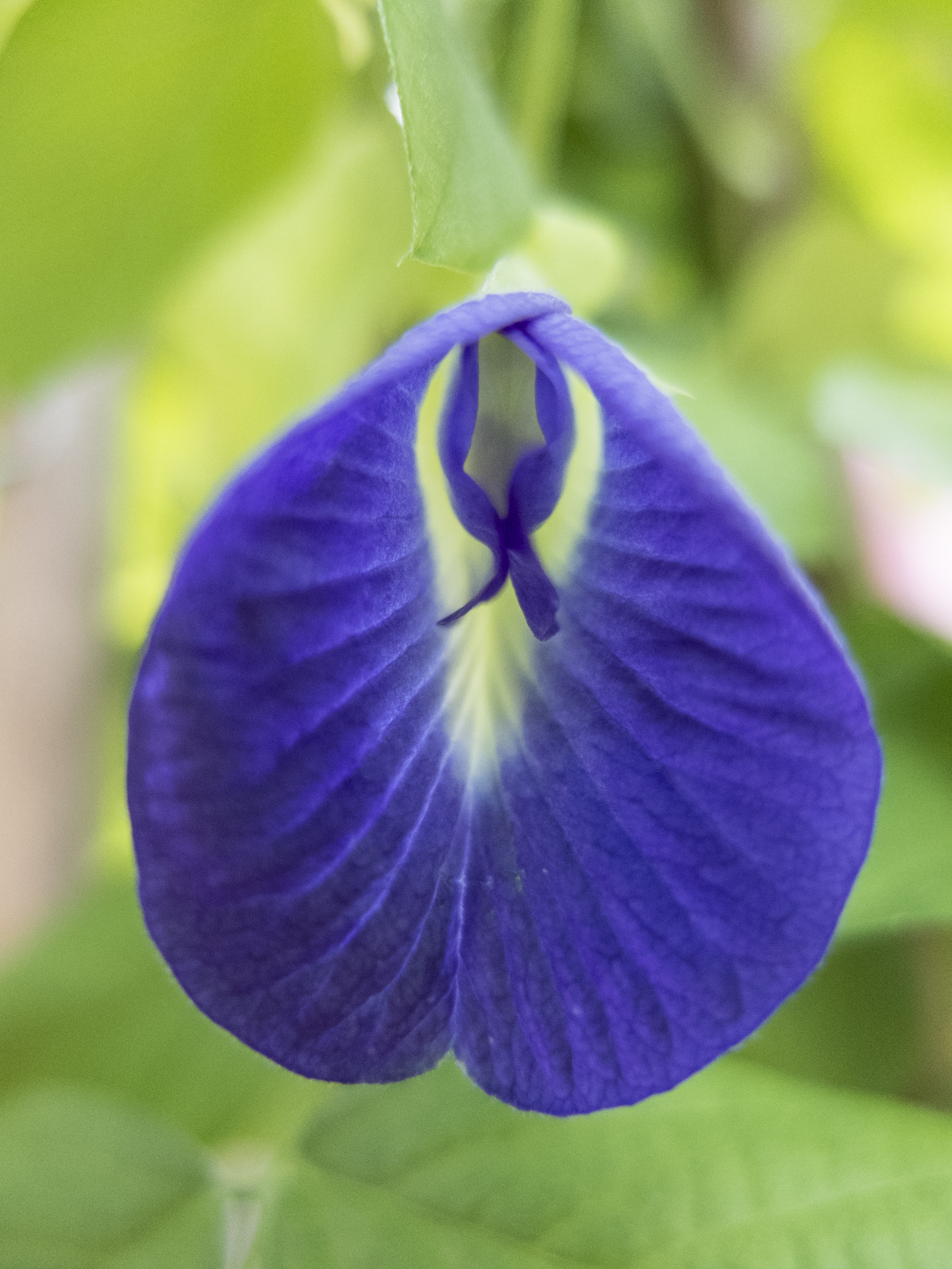 Die Blaue Klitorie – eine mehr als außergewöhnliche Pflanze“ - ÖGG