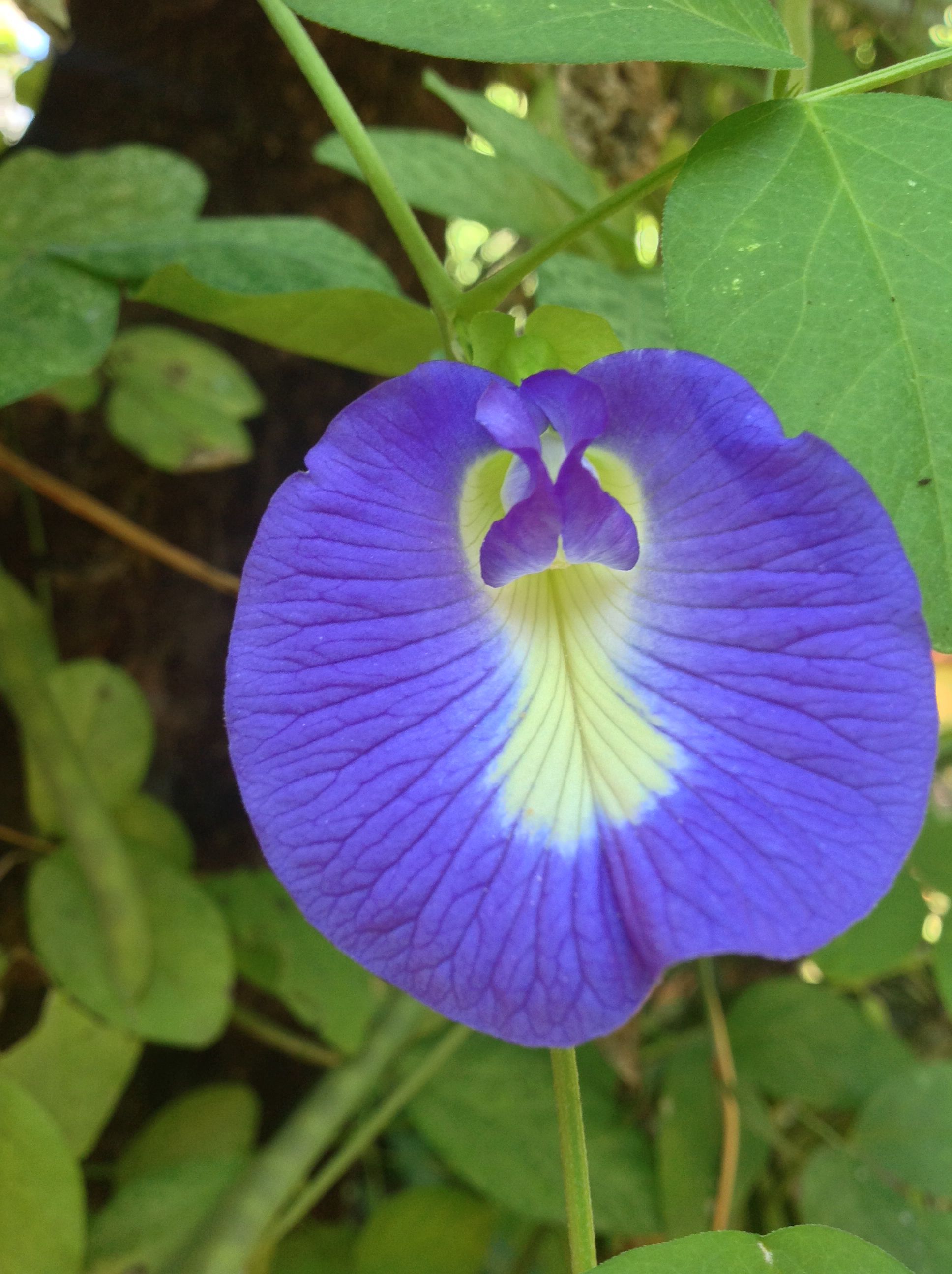 Purple | Feijão-Borboleta (Clitoria ternatea) Flor | Pinterest | Flowers