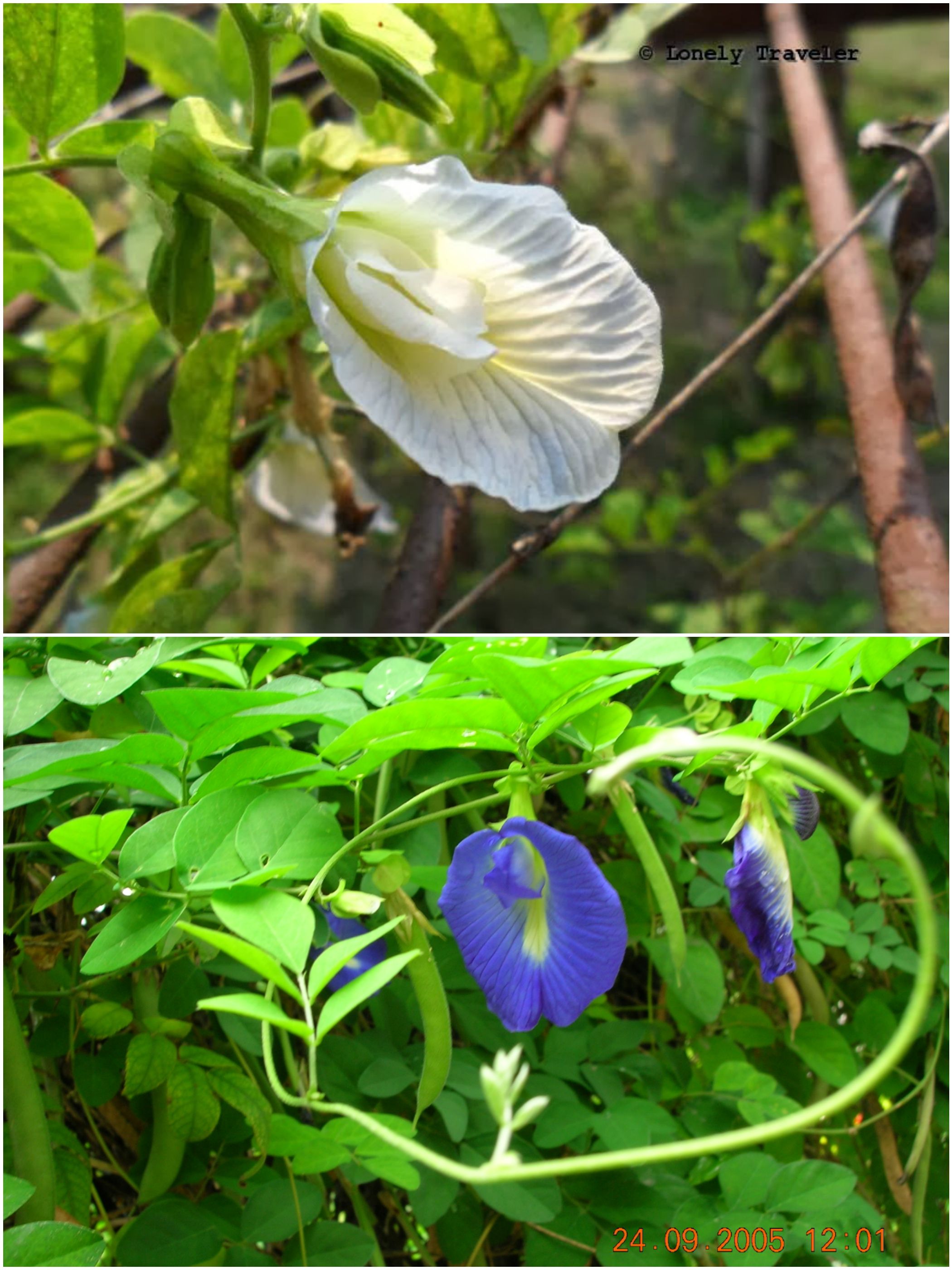 Oporajita (অপরাজিতা ফুল) - Butterfly Pea Flower ...