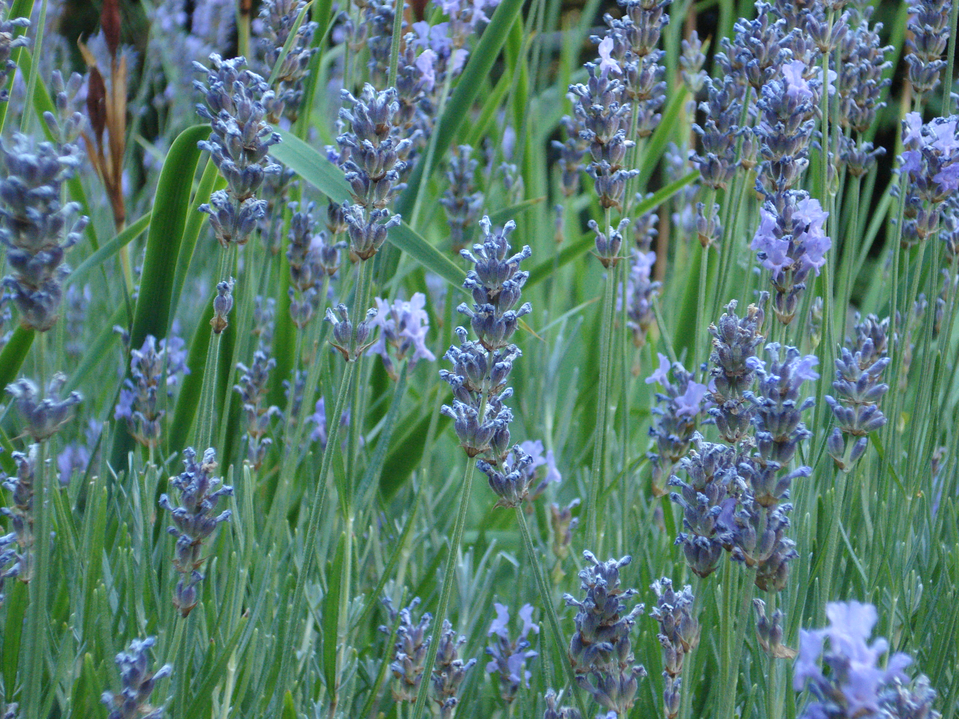 Lavender is Blue | Lois Keane Flowers