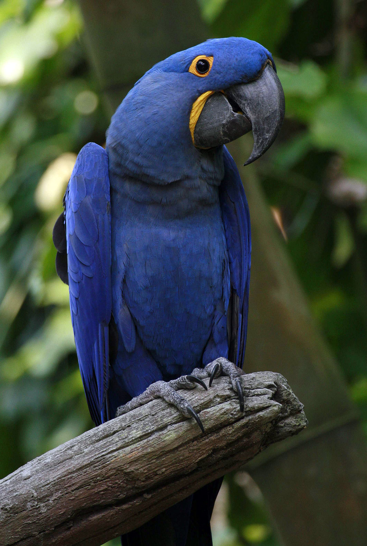 Blue parrot photo