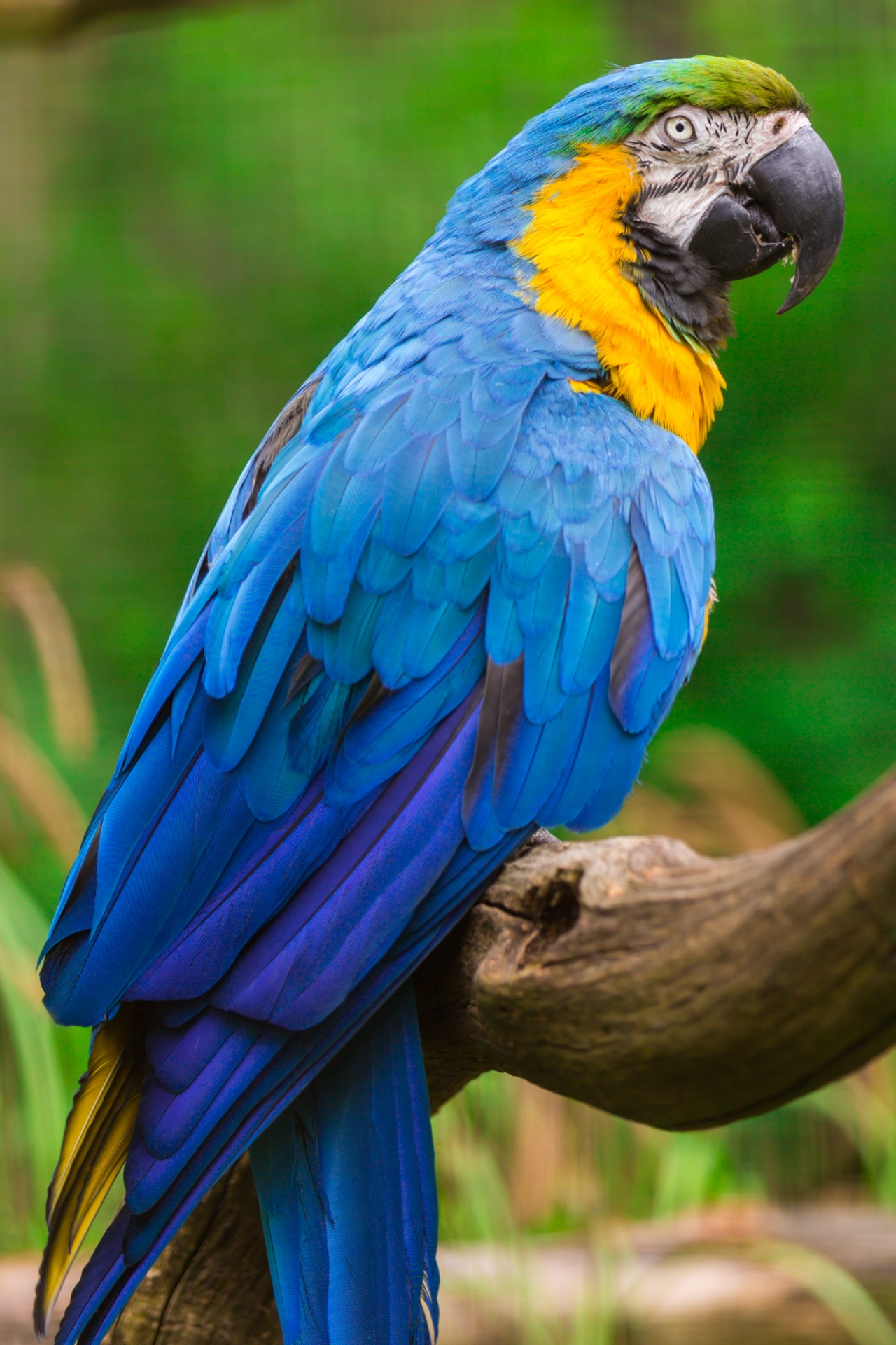 Blue And Yellow Macaw Free Stock Photo - Public Domain Pictures