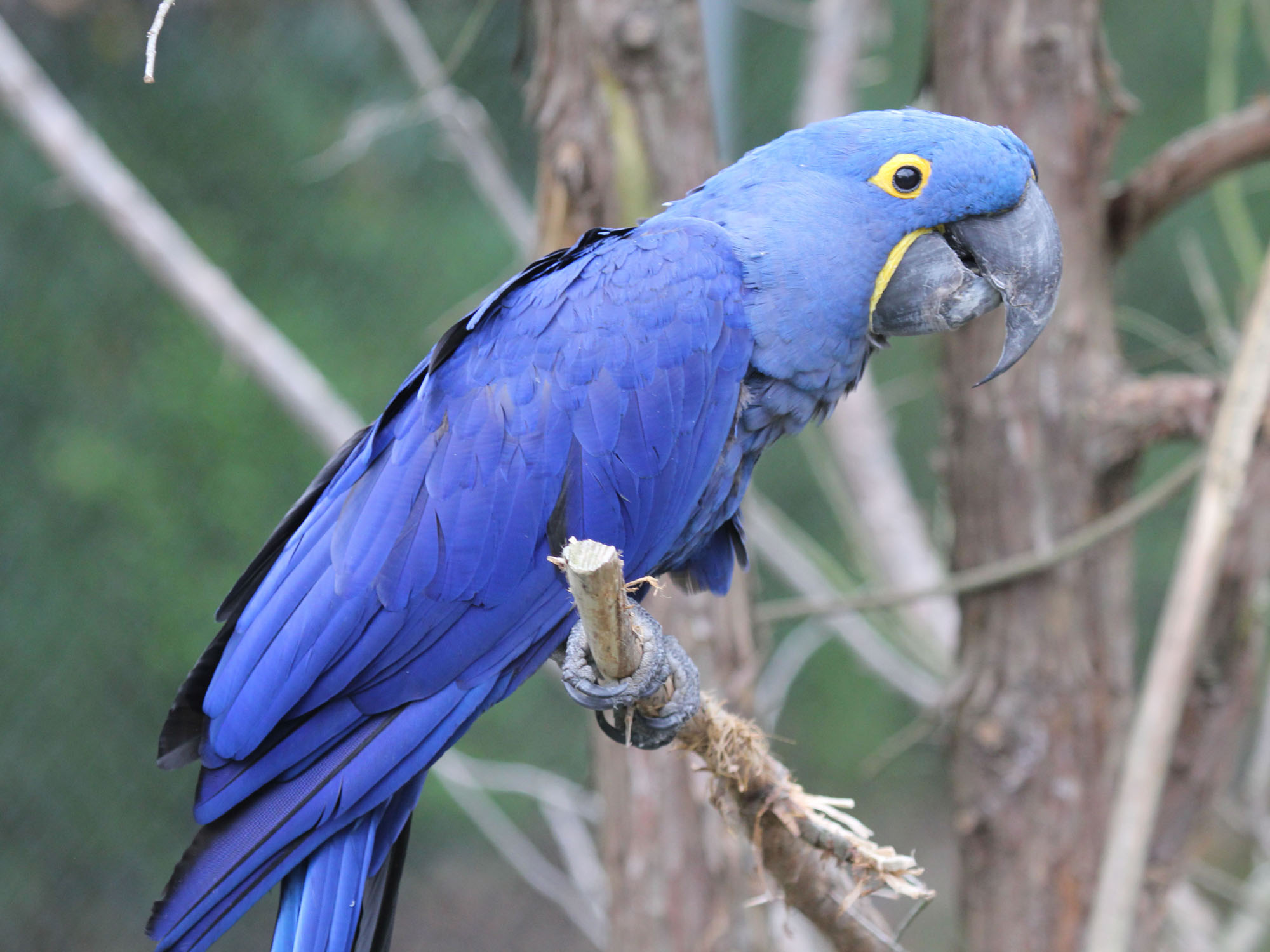 Macaw photo