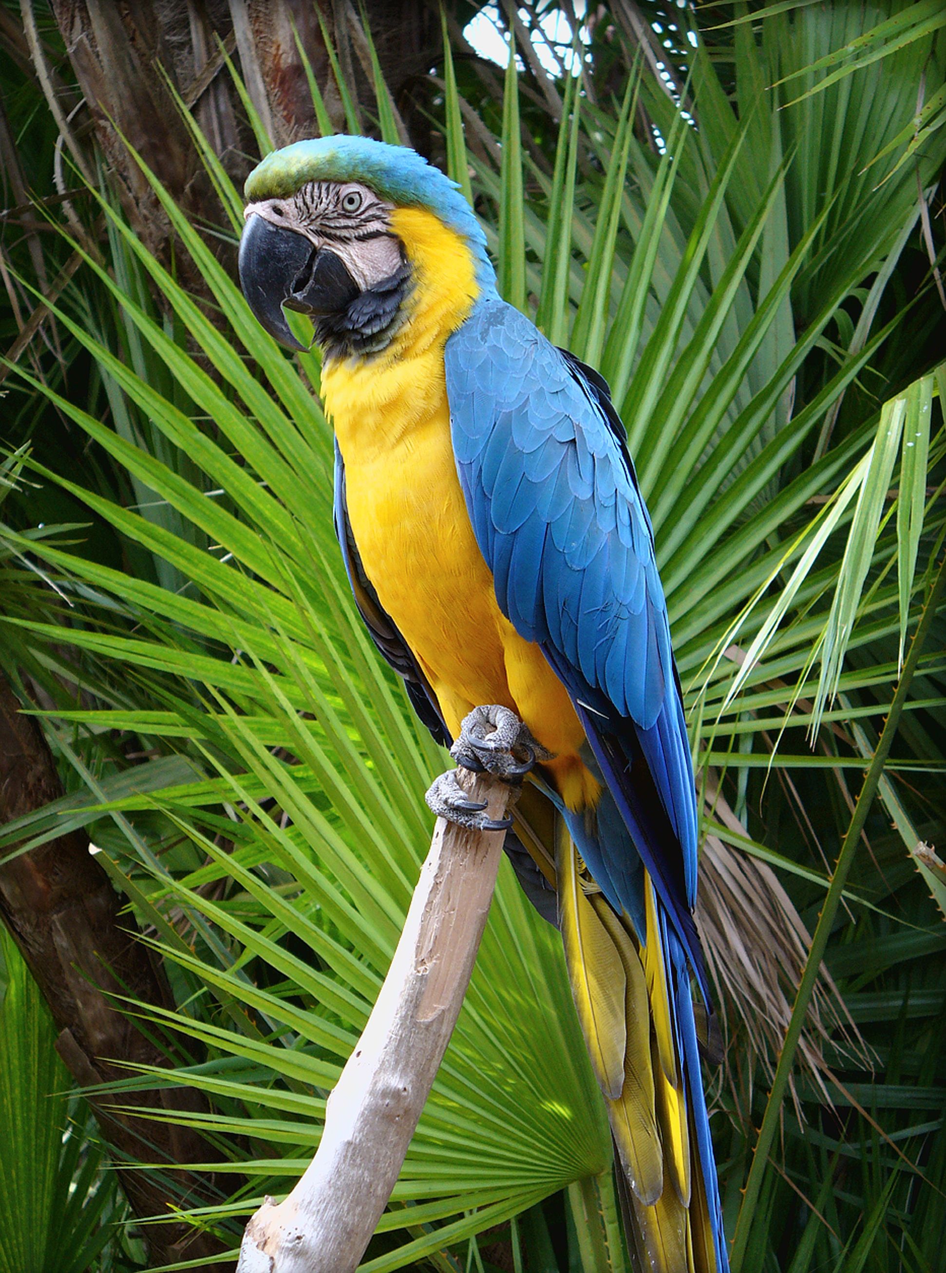 Blue and Gold Macaw or Blue and Yellow Macaw (Ara ararauna) Panama ...